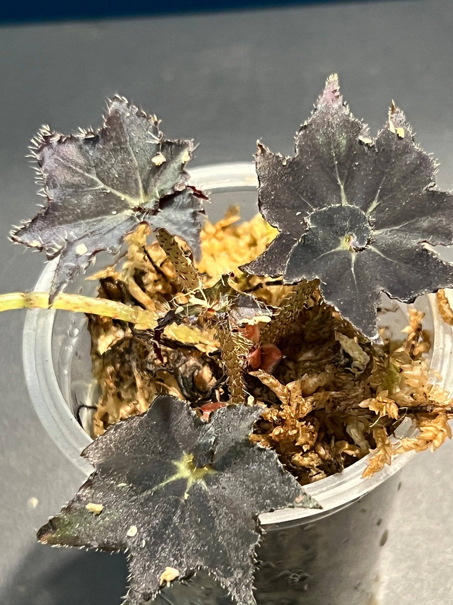 Bégonia Rex Dark Mambo