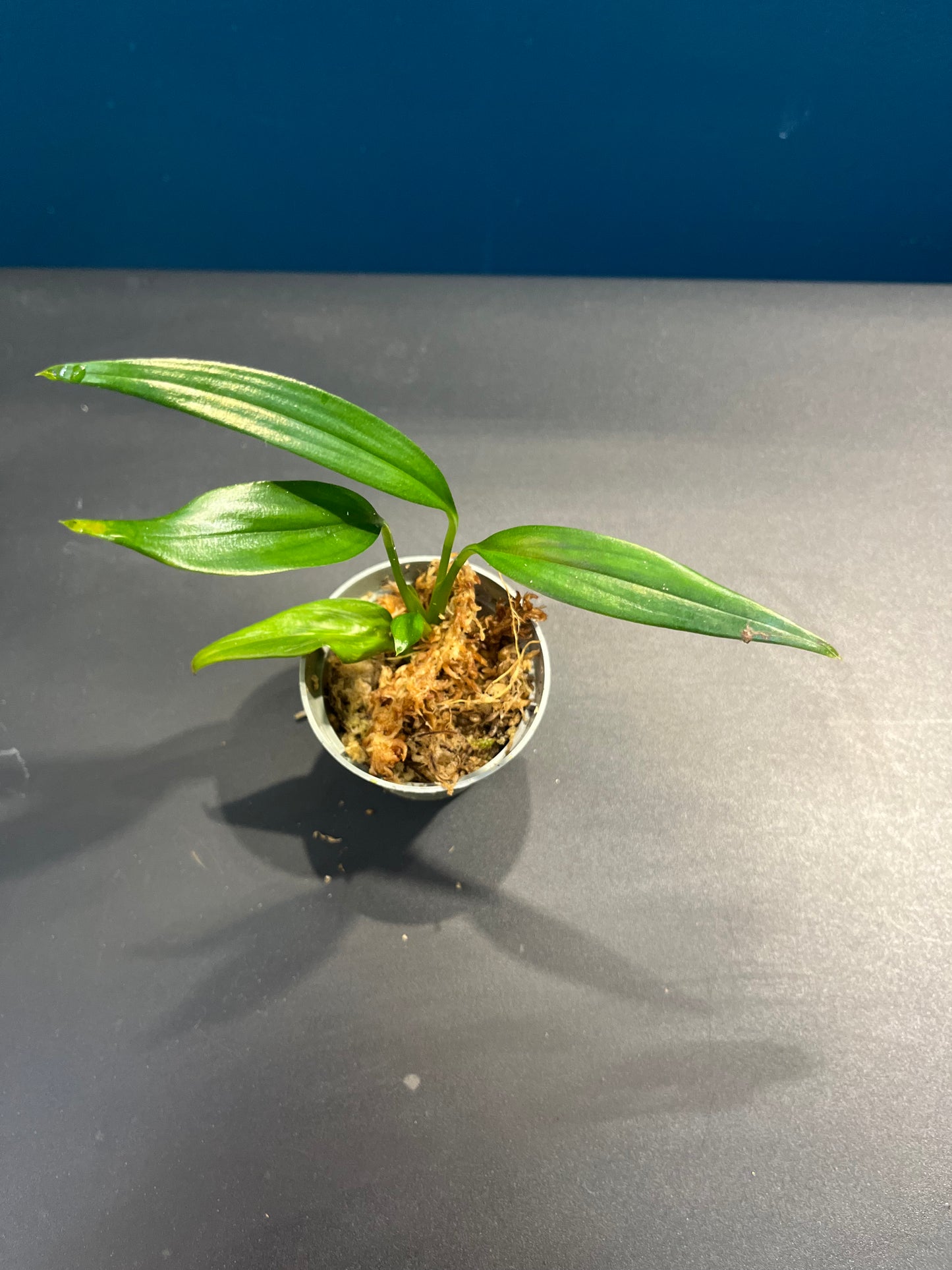 Pothos Silver streak