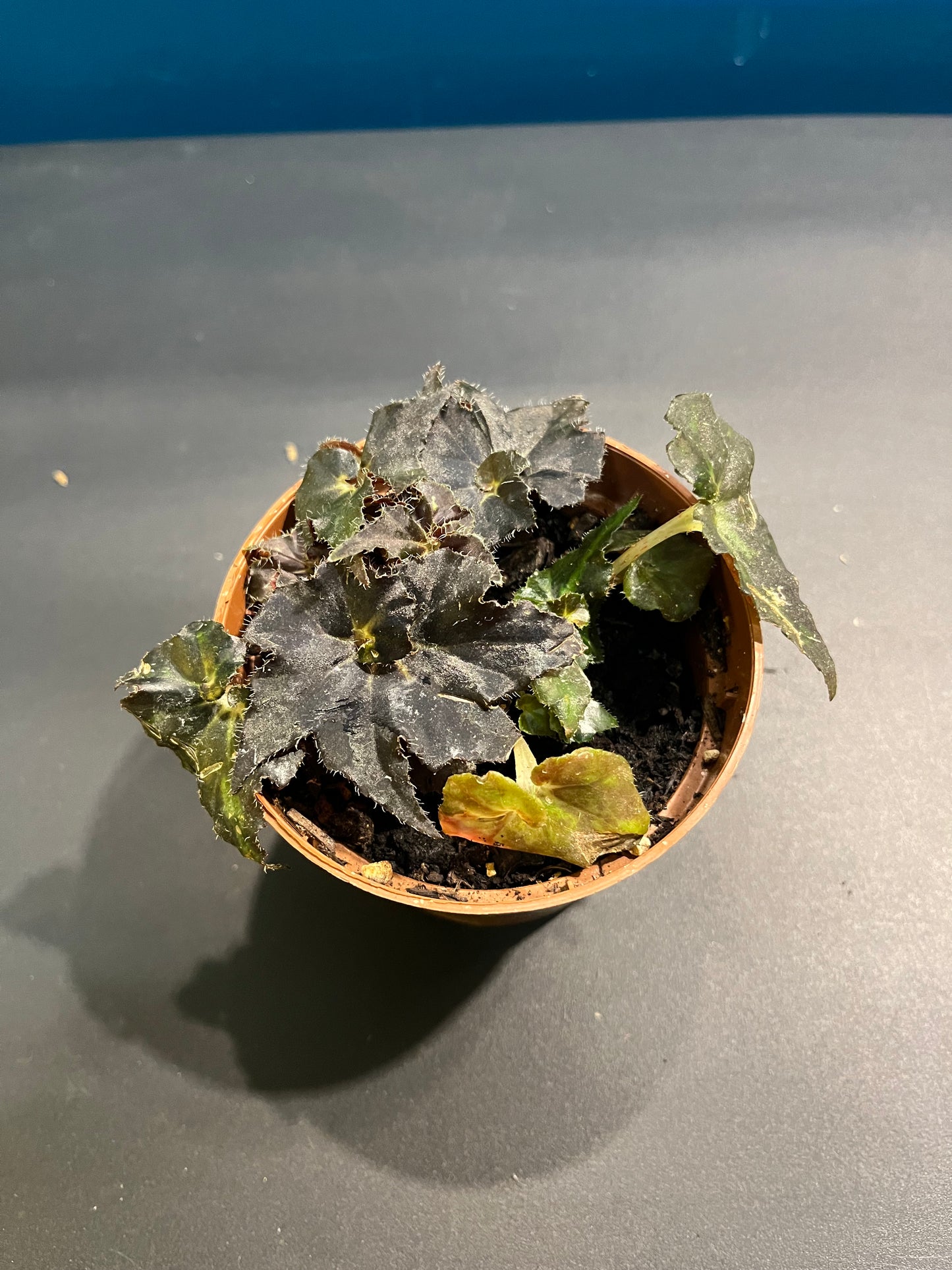 Bégonia Rex Dark Mambo
