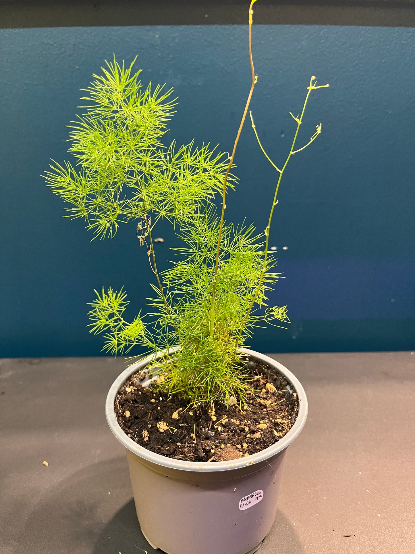 Asparagus Ming