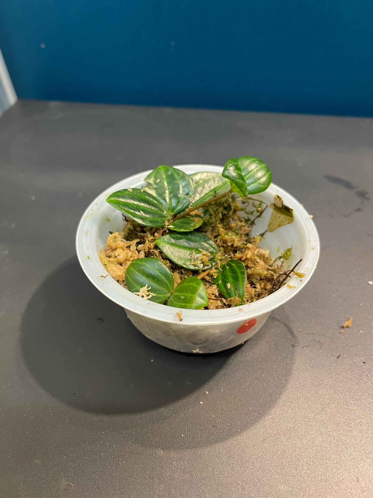 Peperomia Angulata