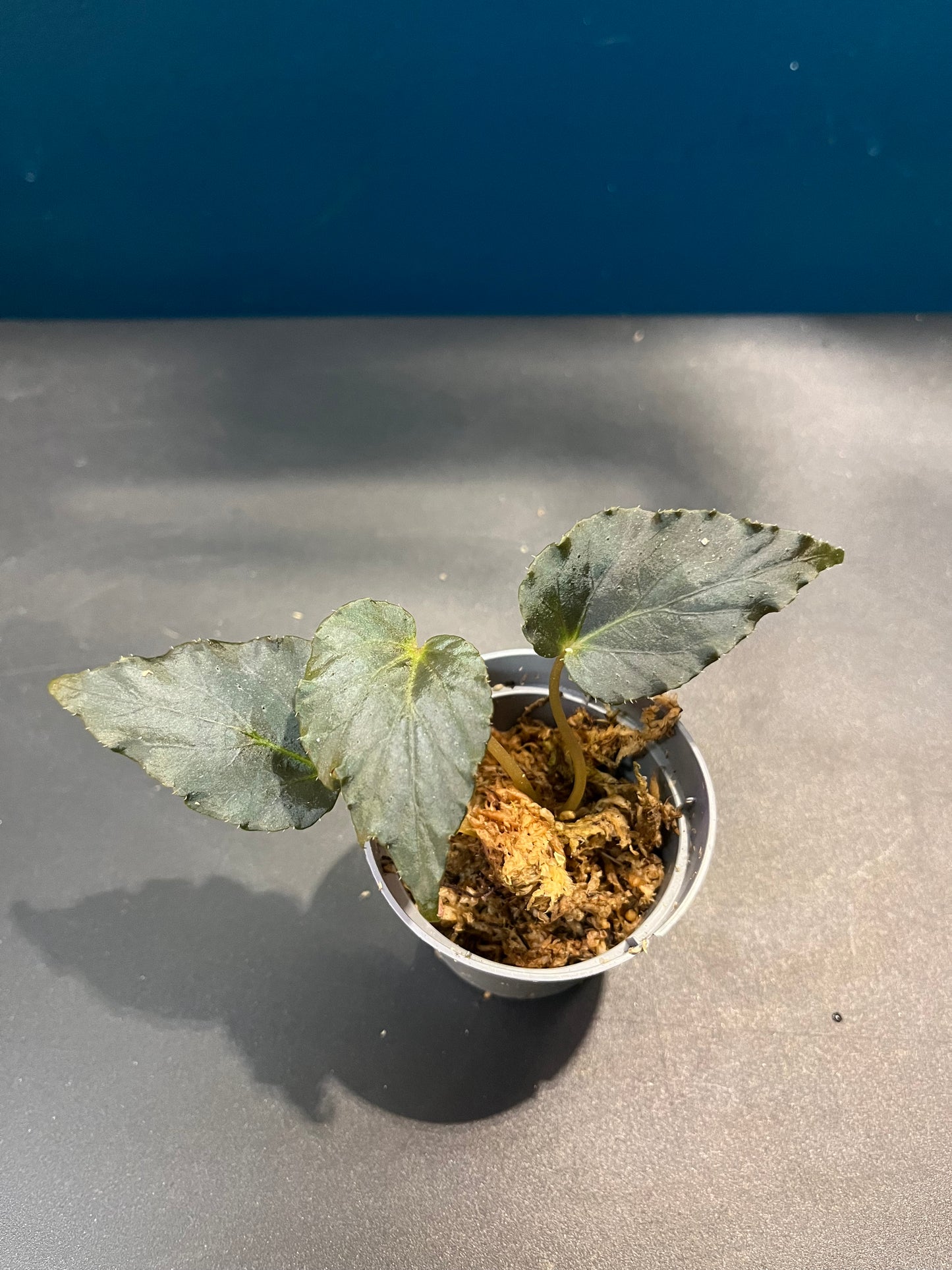 Bégonia Linda Dawn