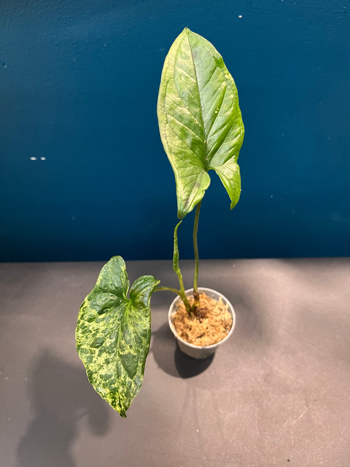 Syngonium Mojito