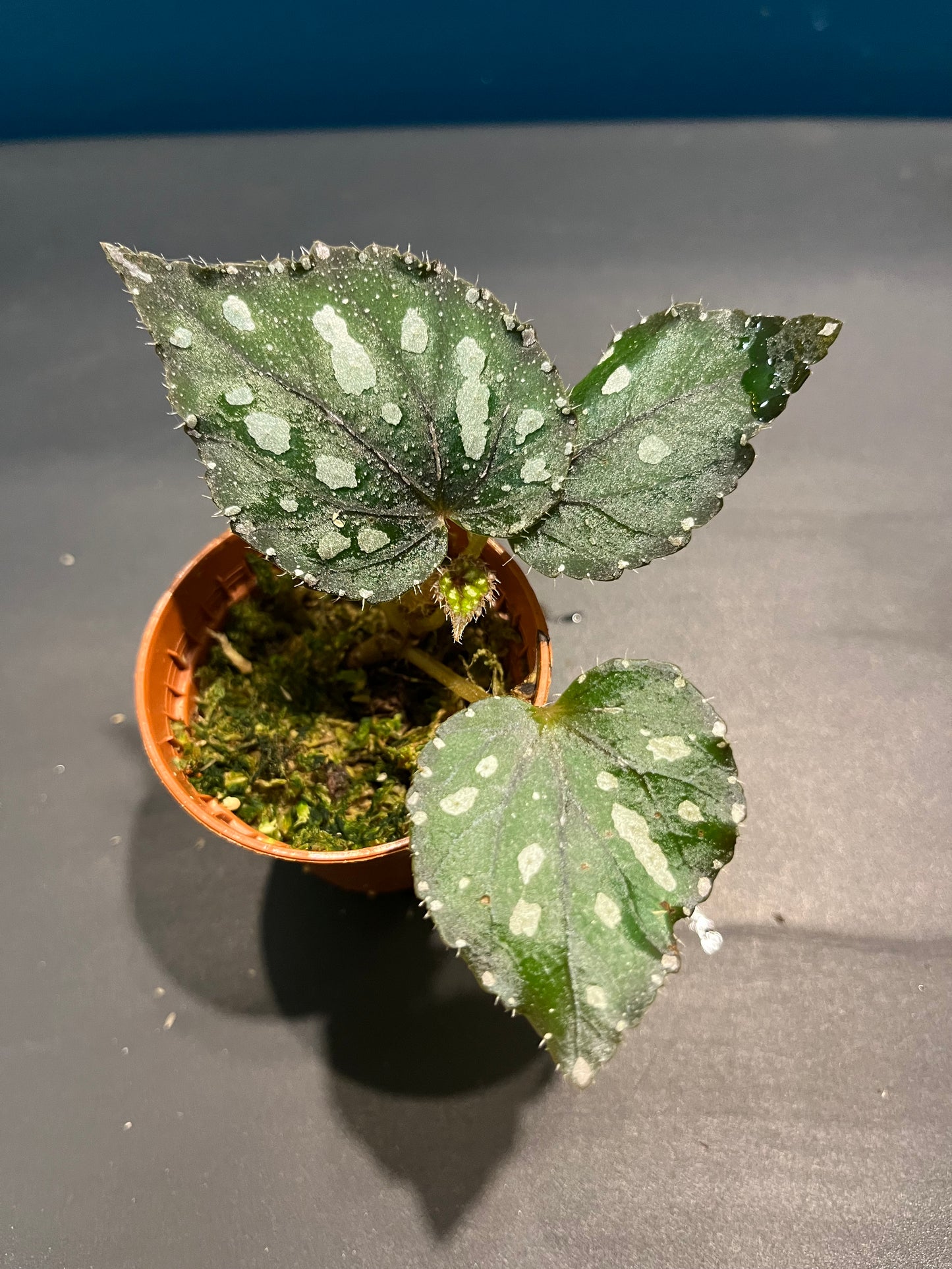 Bégonia Rex