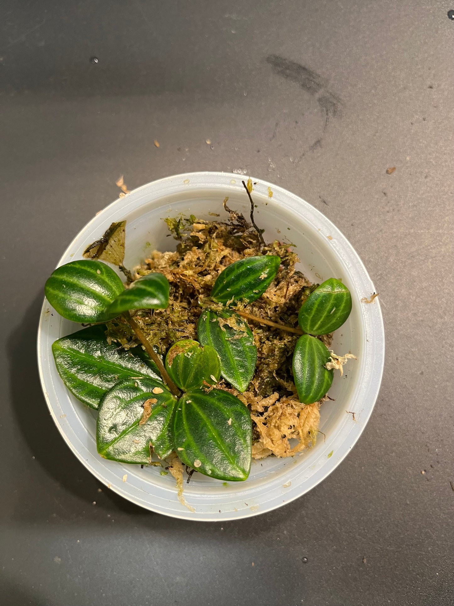 Peperomia Angulata