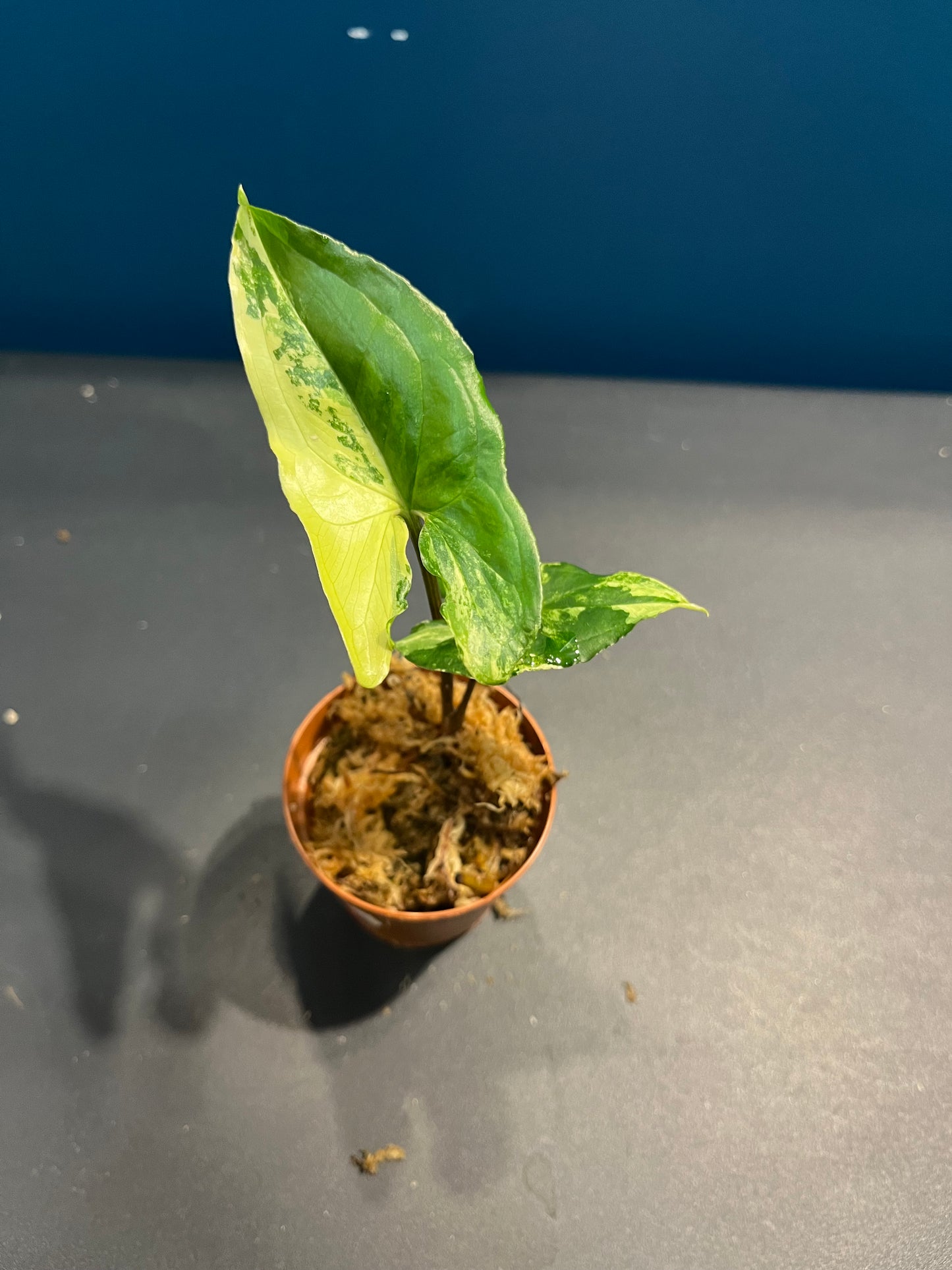 Syngonium albo variegata