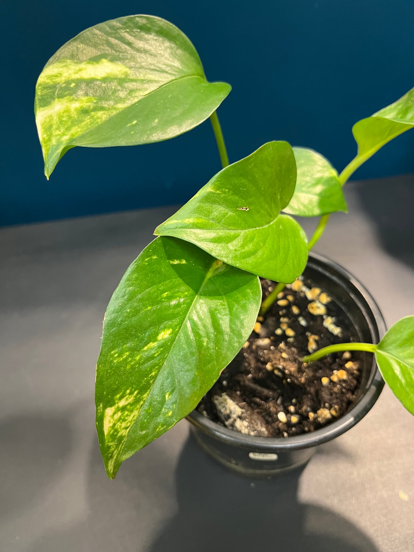 Pothos Aureus