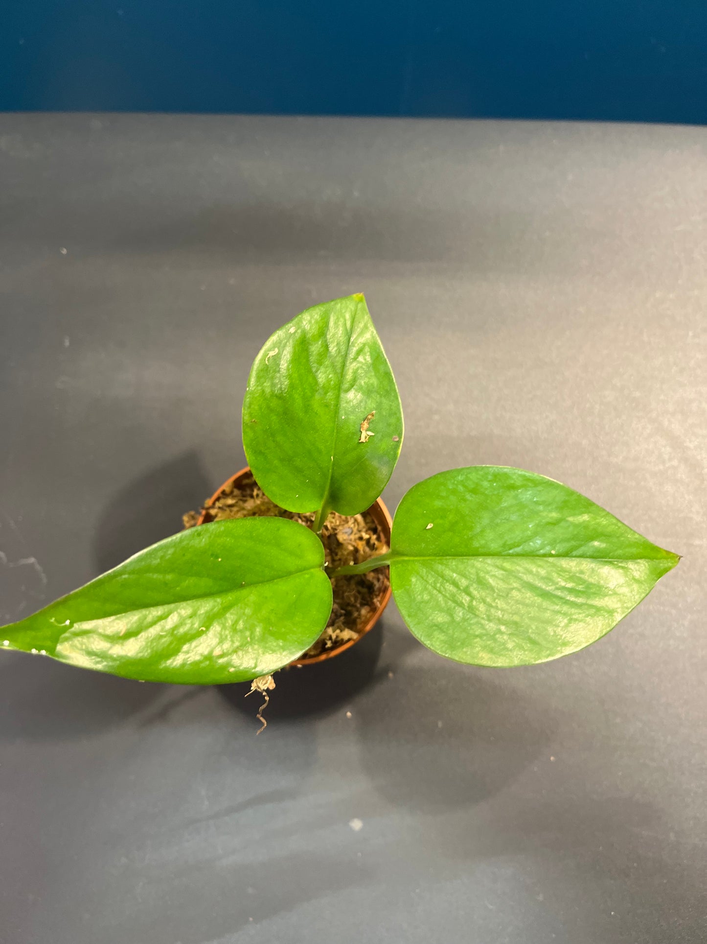 Pothos Aureus