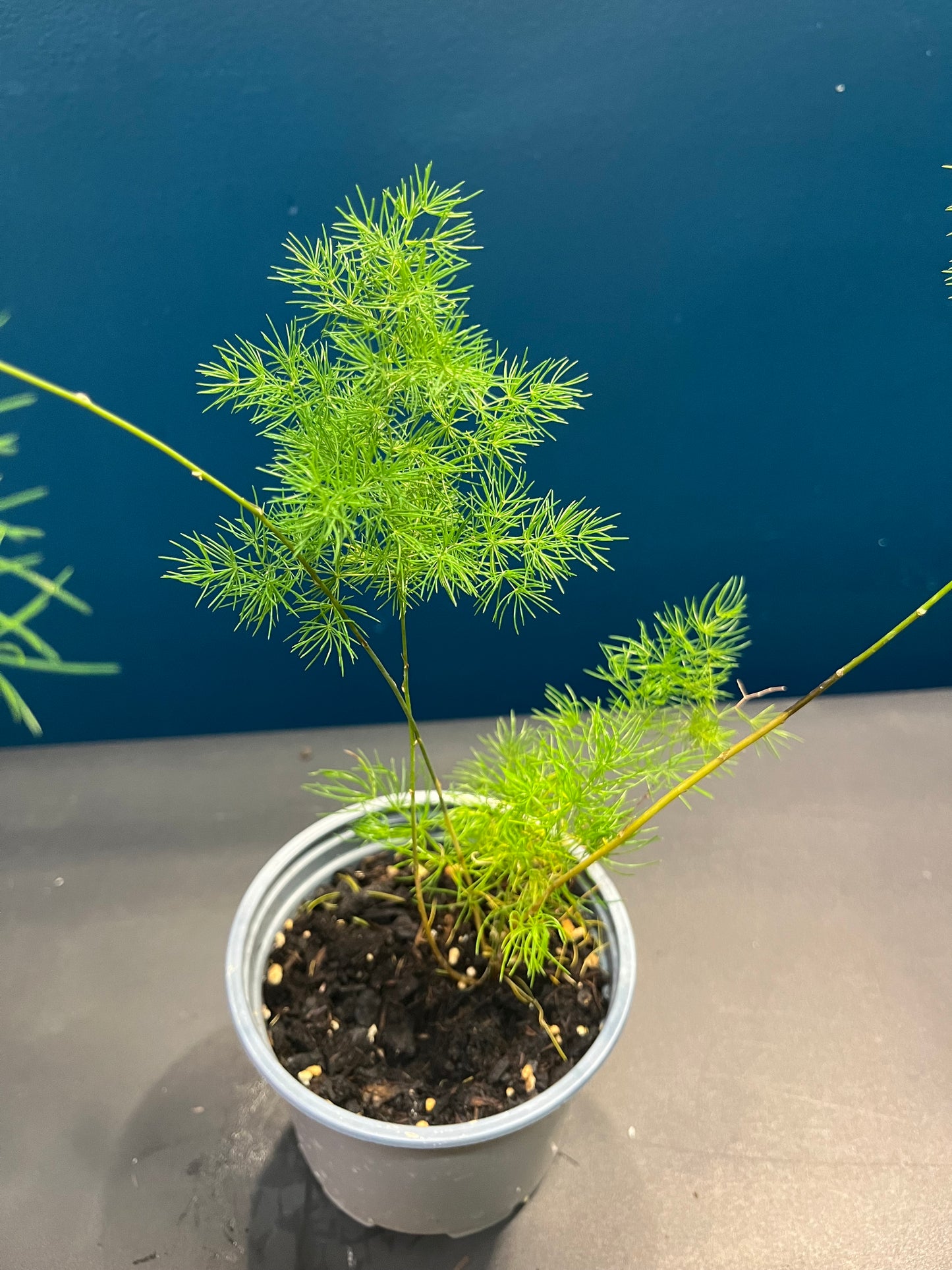 Asparagus Ming