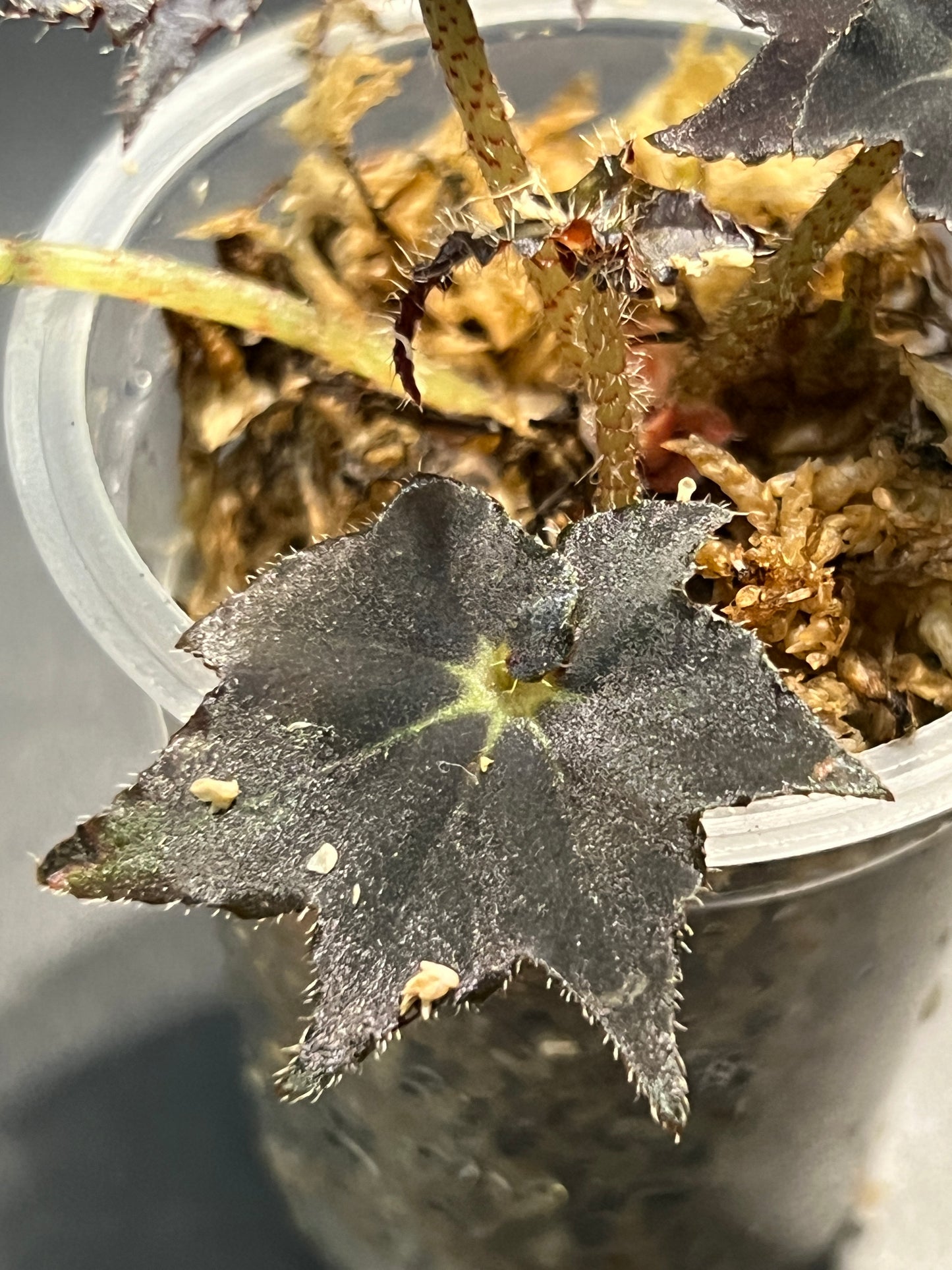 Bégonia Rex Dark Mambo