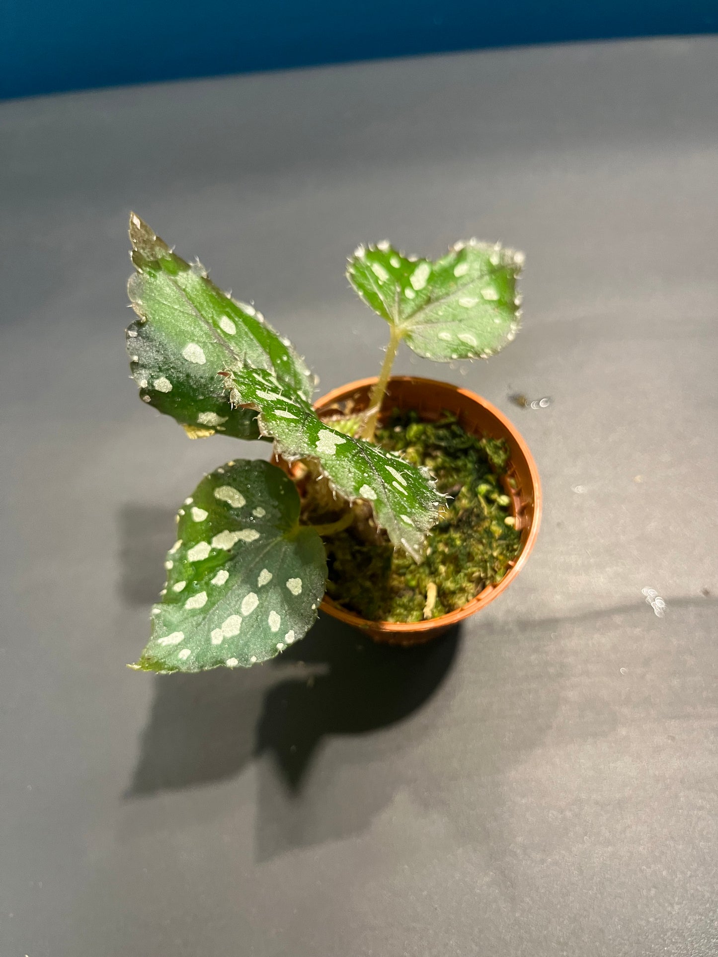 Bégonia Rex
