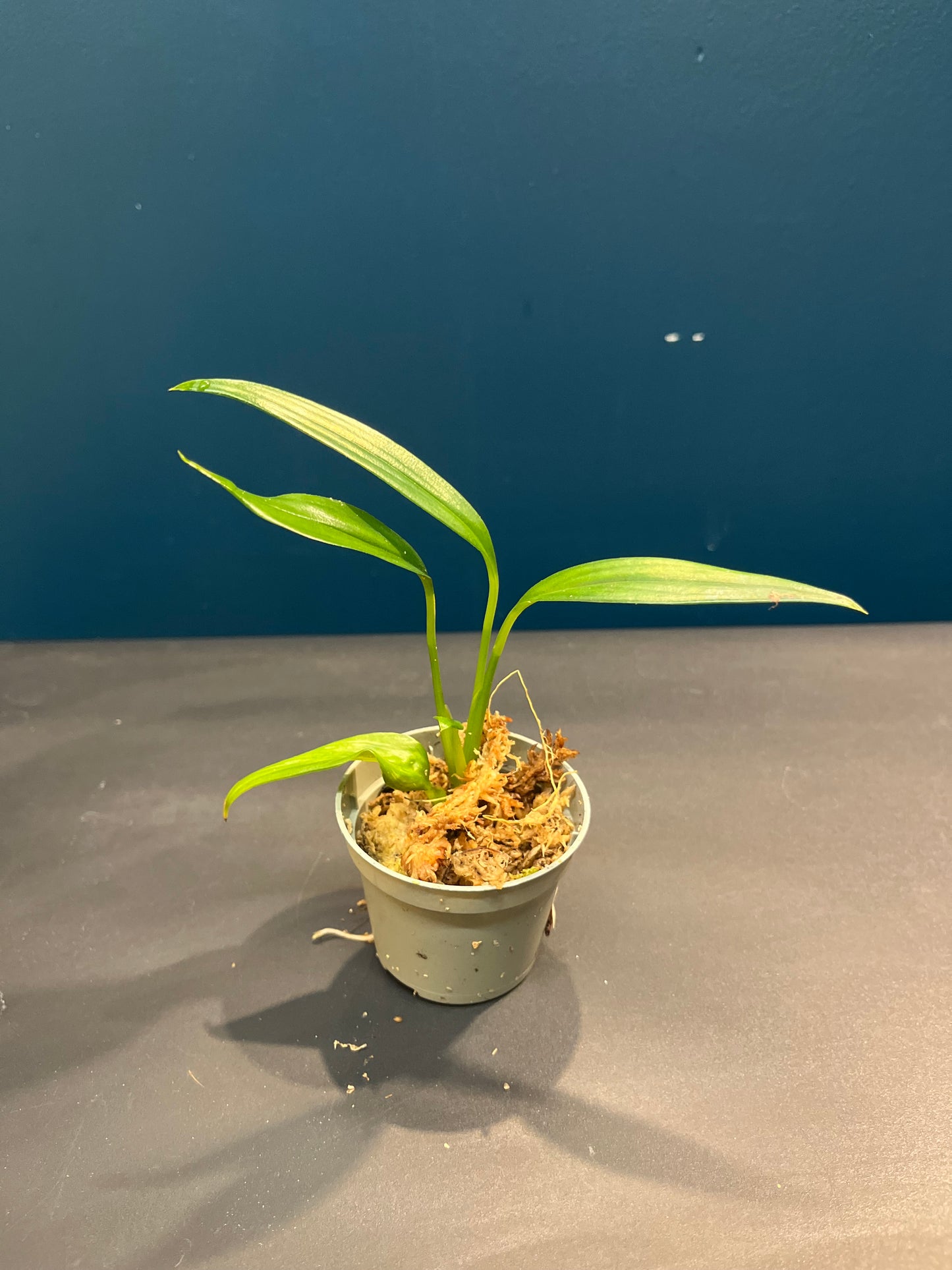 Pothos Silver streak