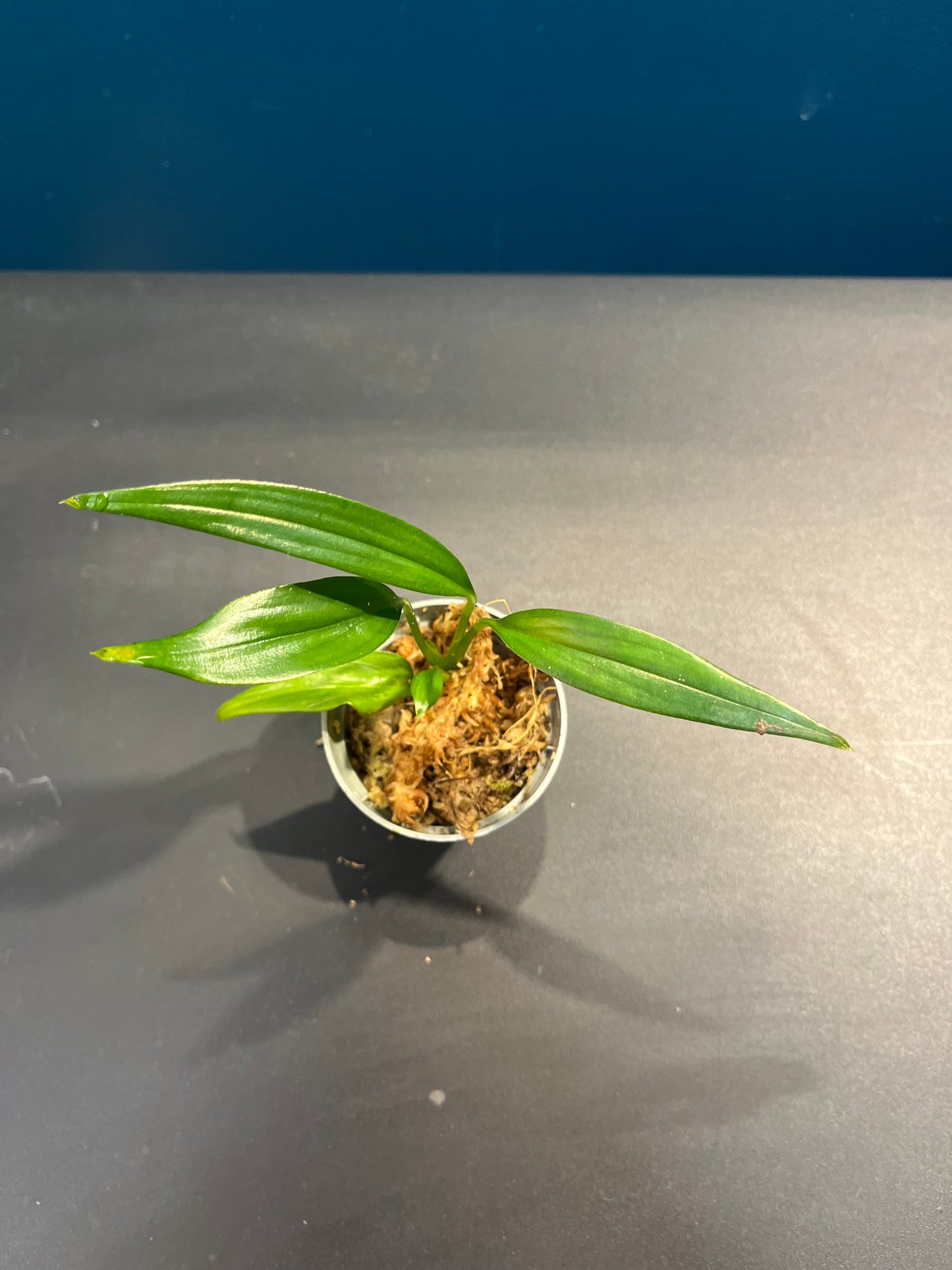Pothos Silver streak