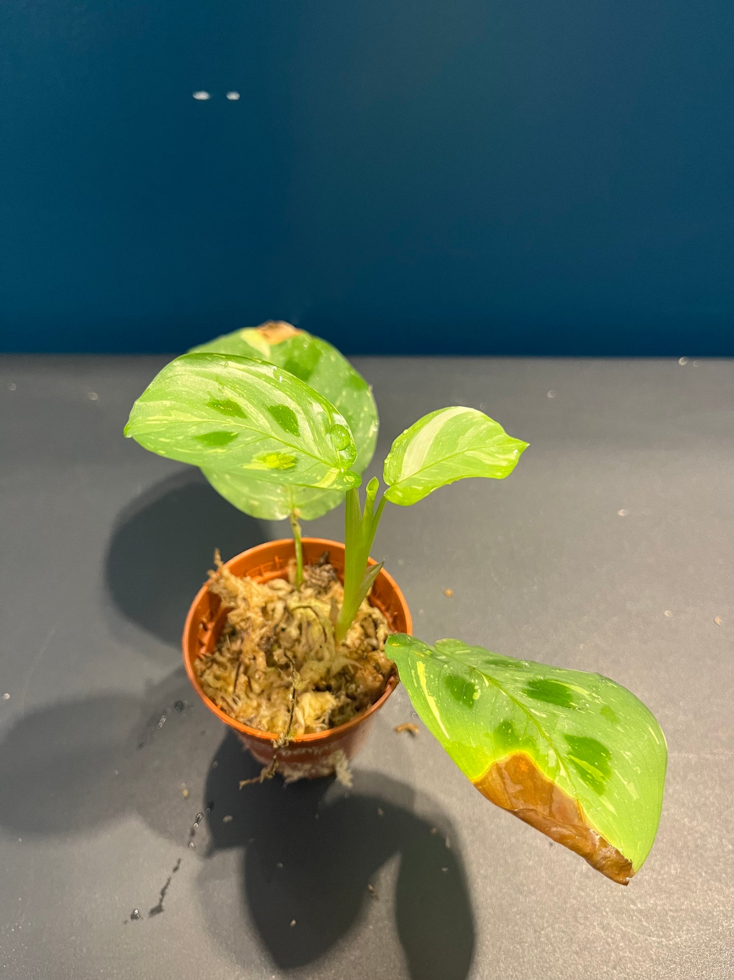 Maranta Leuconeura Variegata