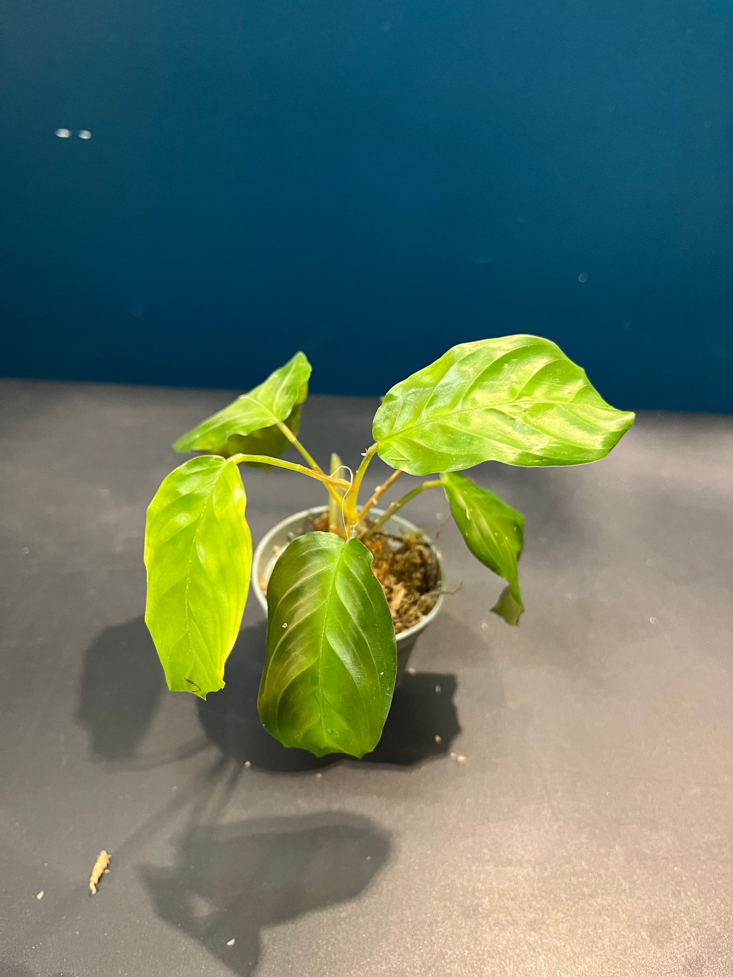 Maranta Silver Band