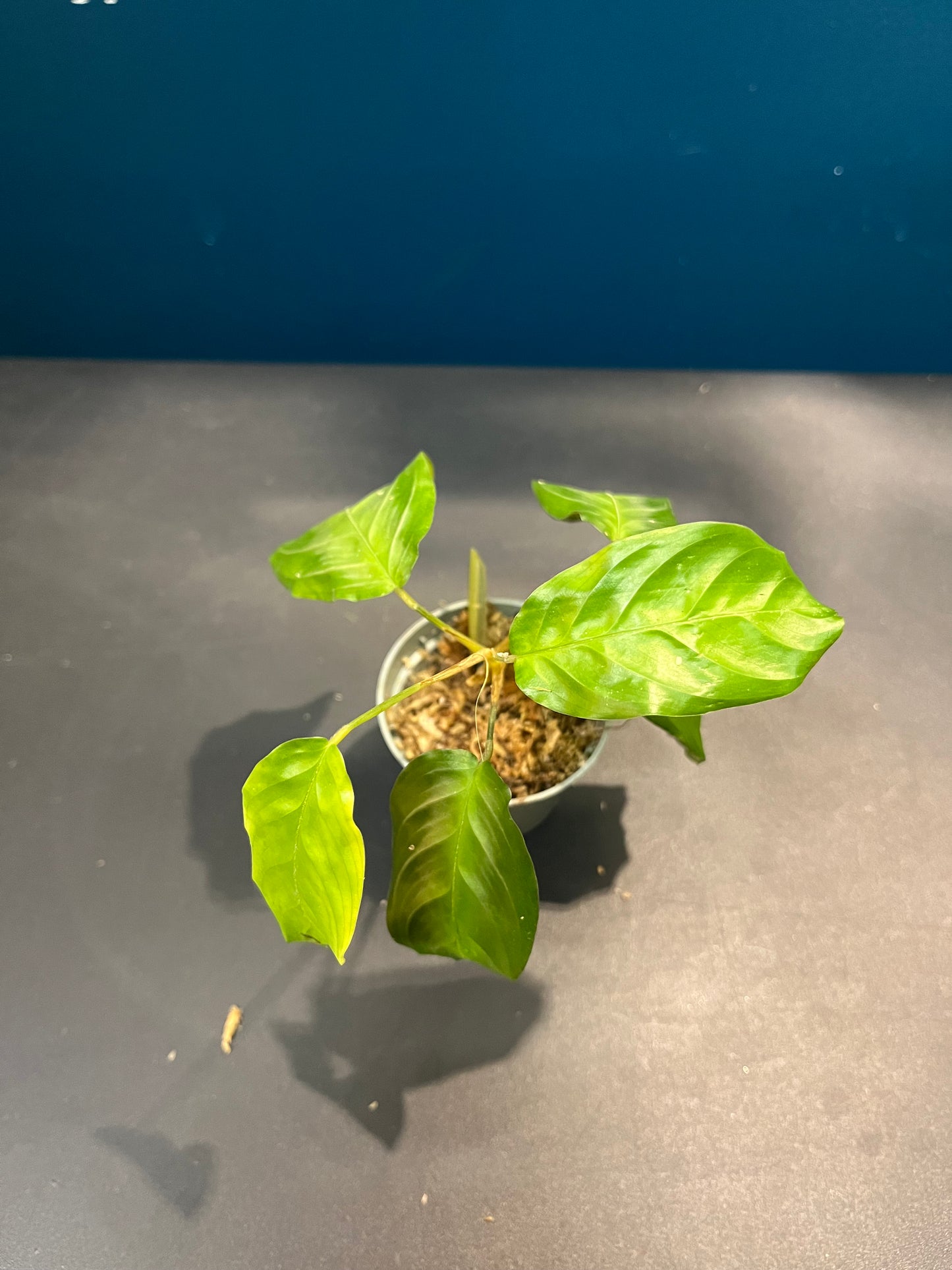 Maranta Silver Band