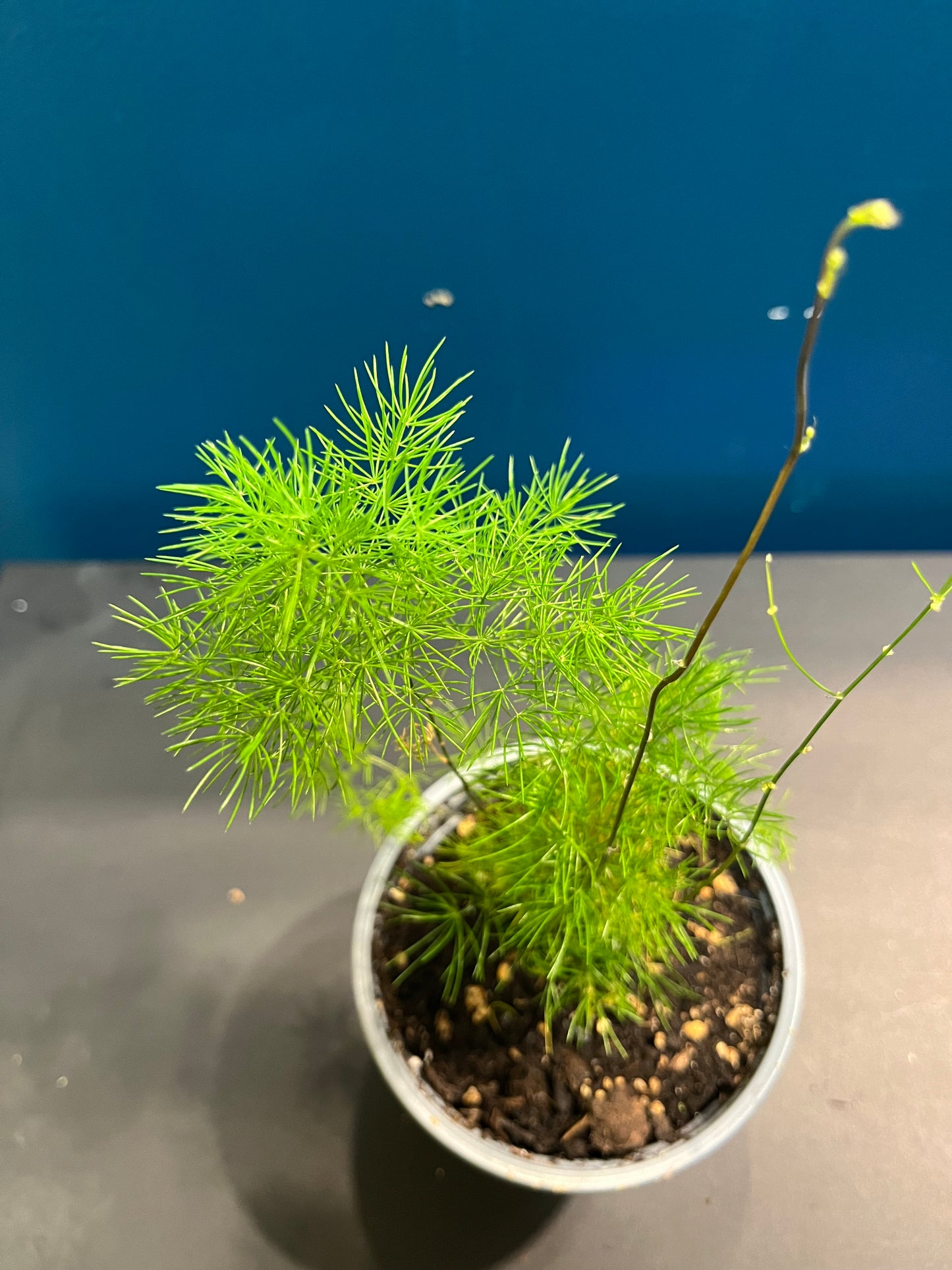 Asparagus Ming