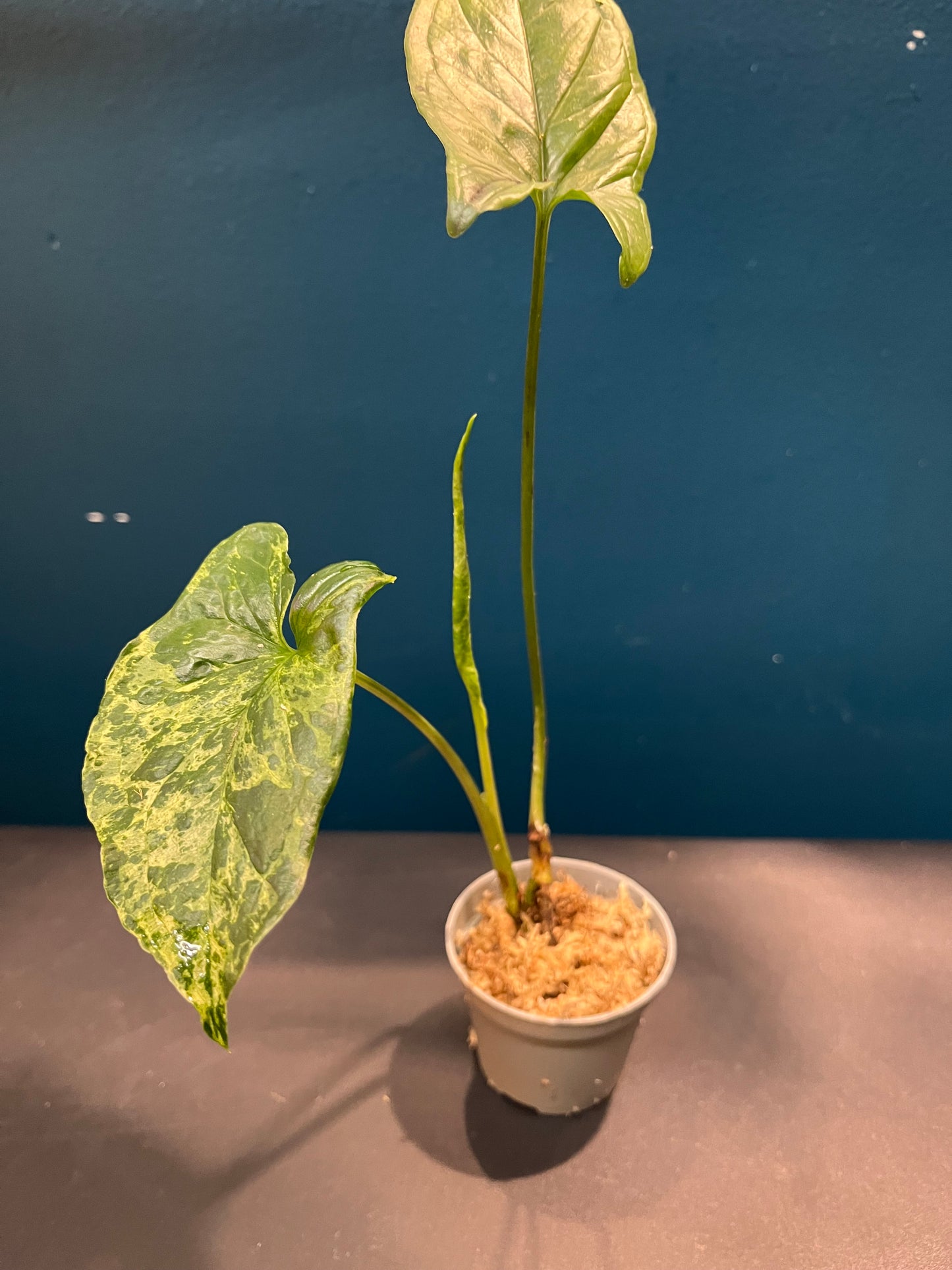 Syngonium Mojito