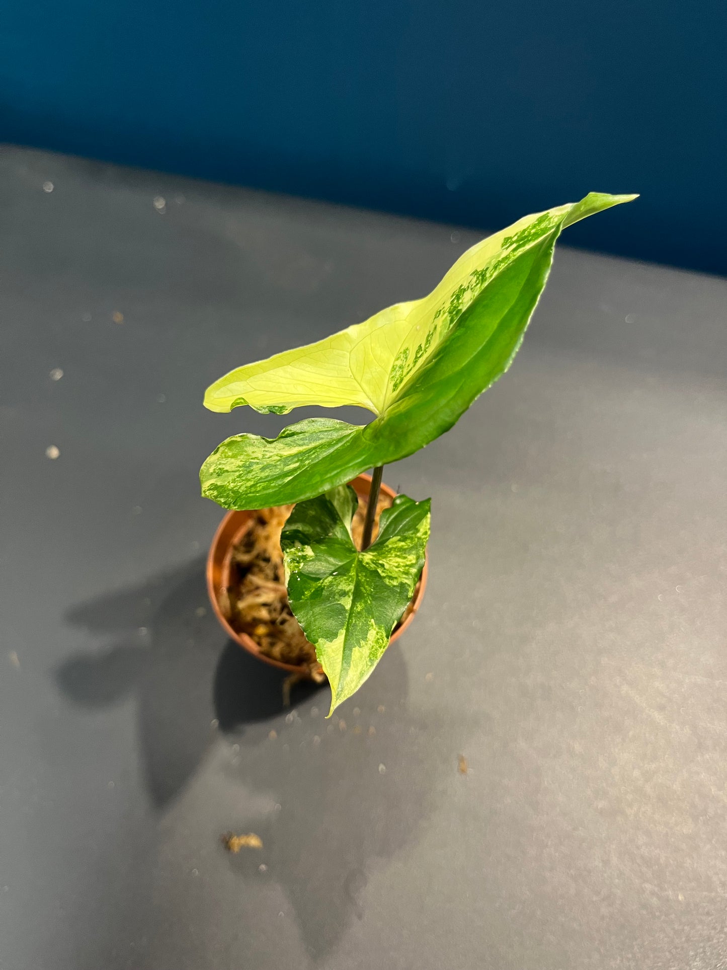 Syngonium albo variegata