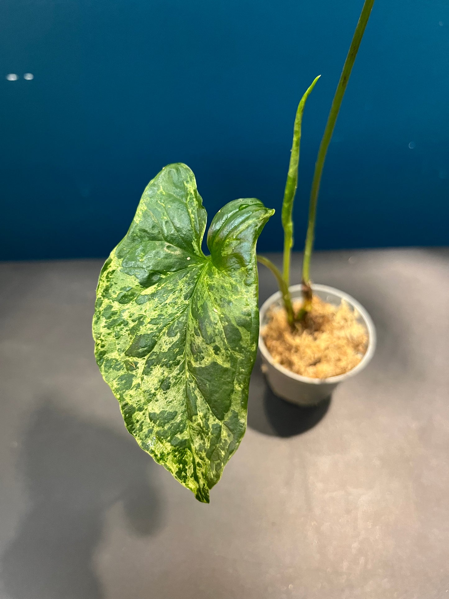 Syngonium Mojito