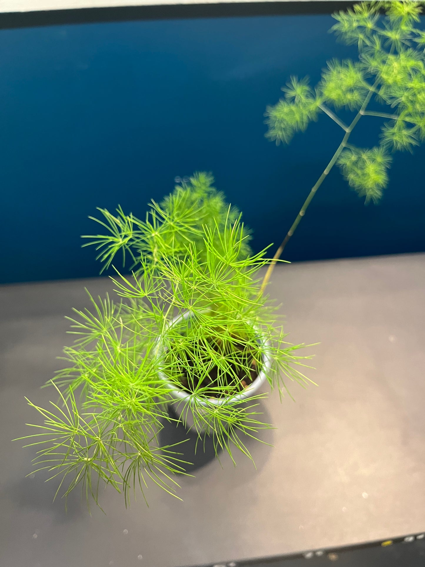 Asparagus Ming