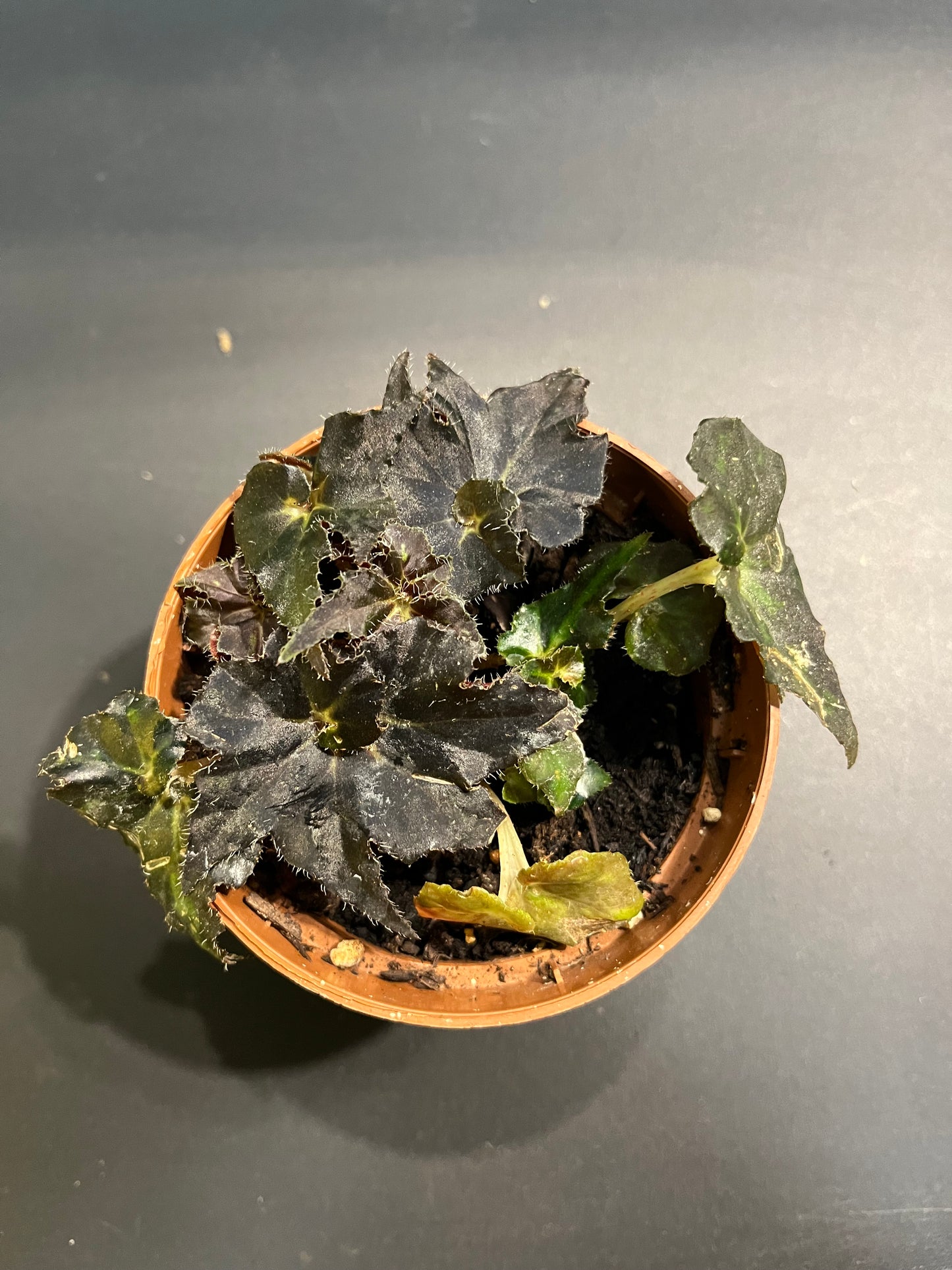 Bégonia Rex Dark Mambo