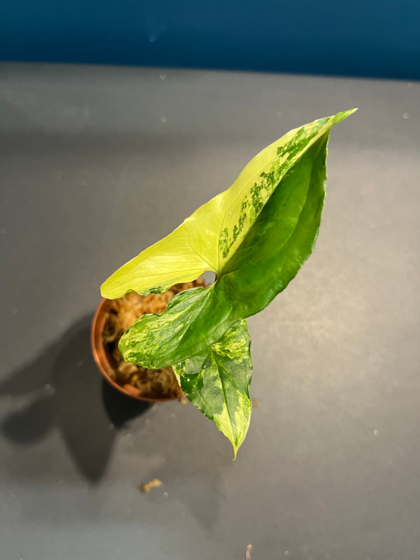 Syngonium albo variegata