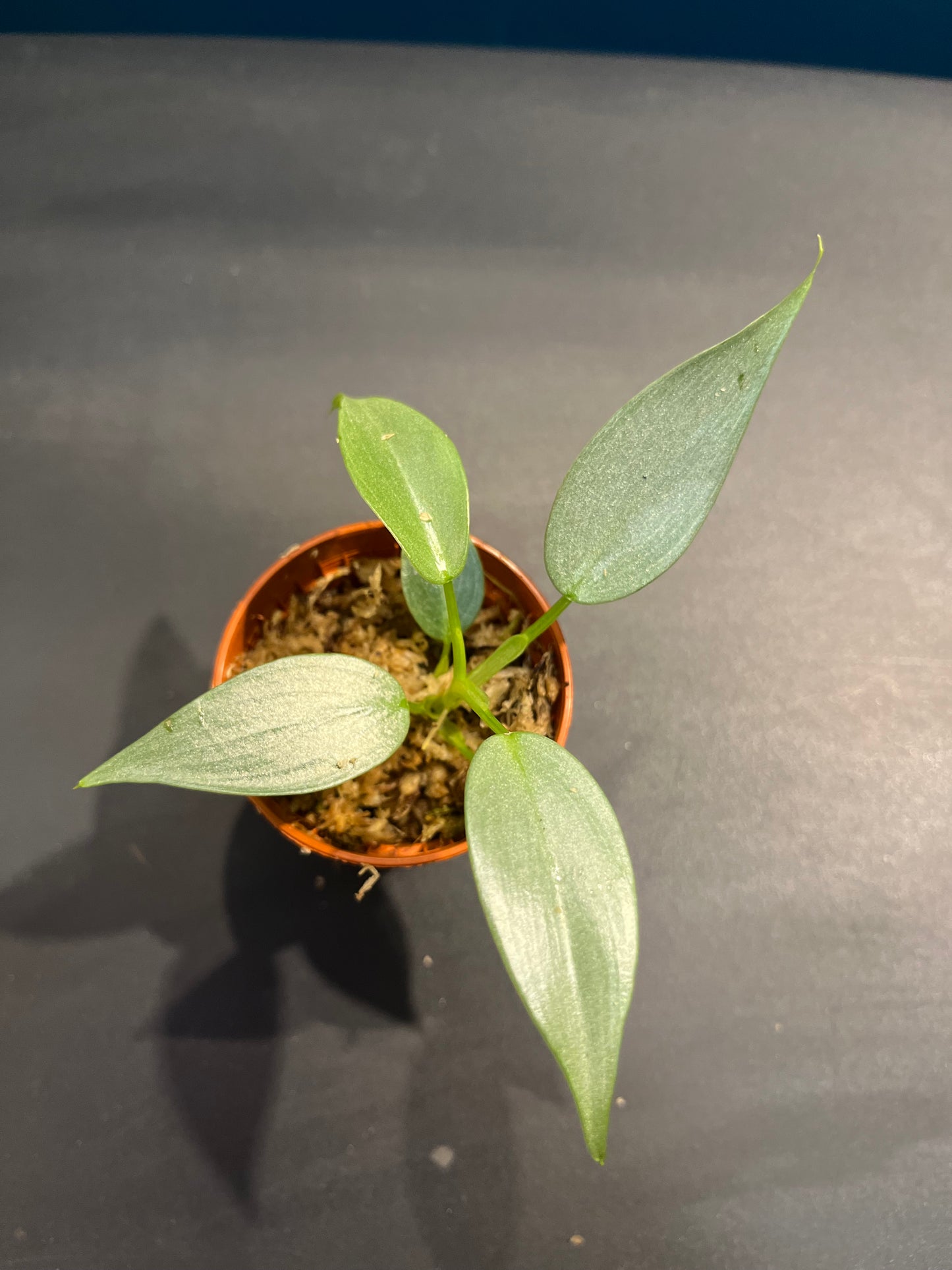 Philodendron Silver dust