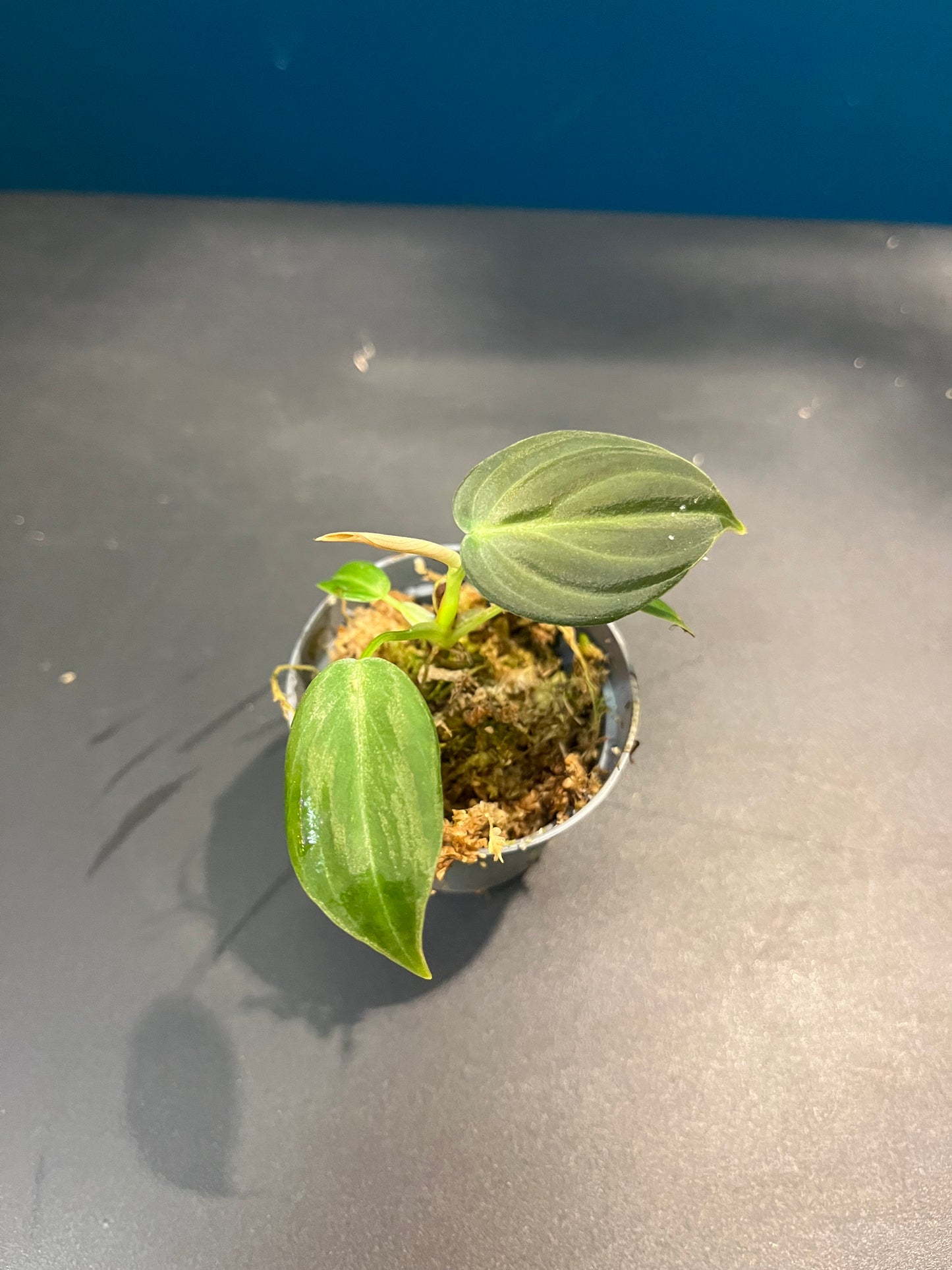 Philodendron micans