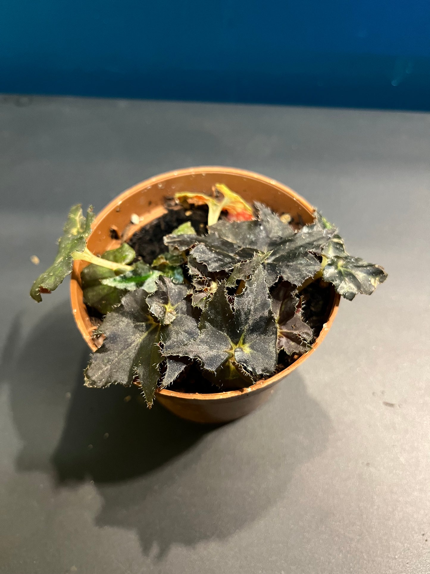 Bégonia Rex Dark Mambo