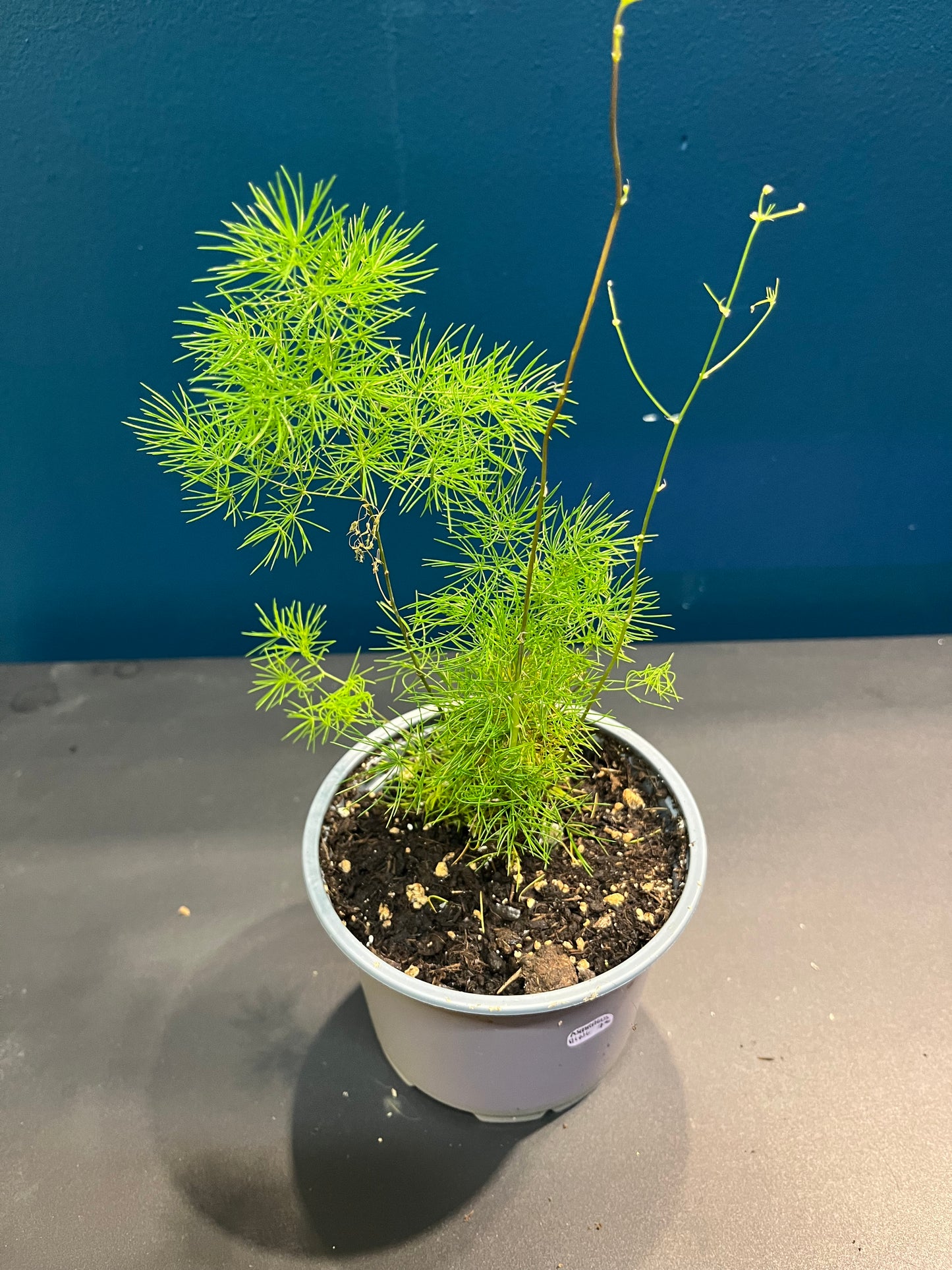 Asparagus Ming