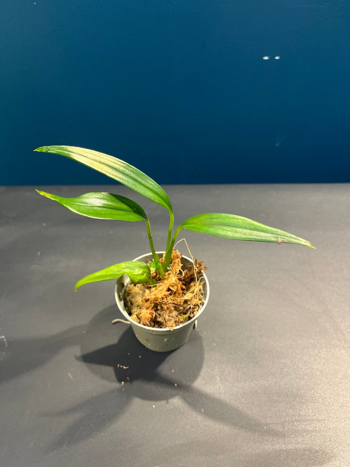 Pothos Silver streak