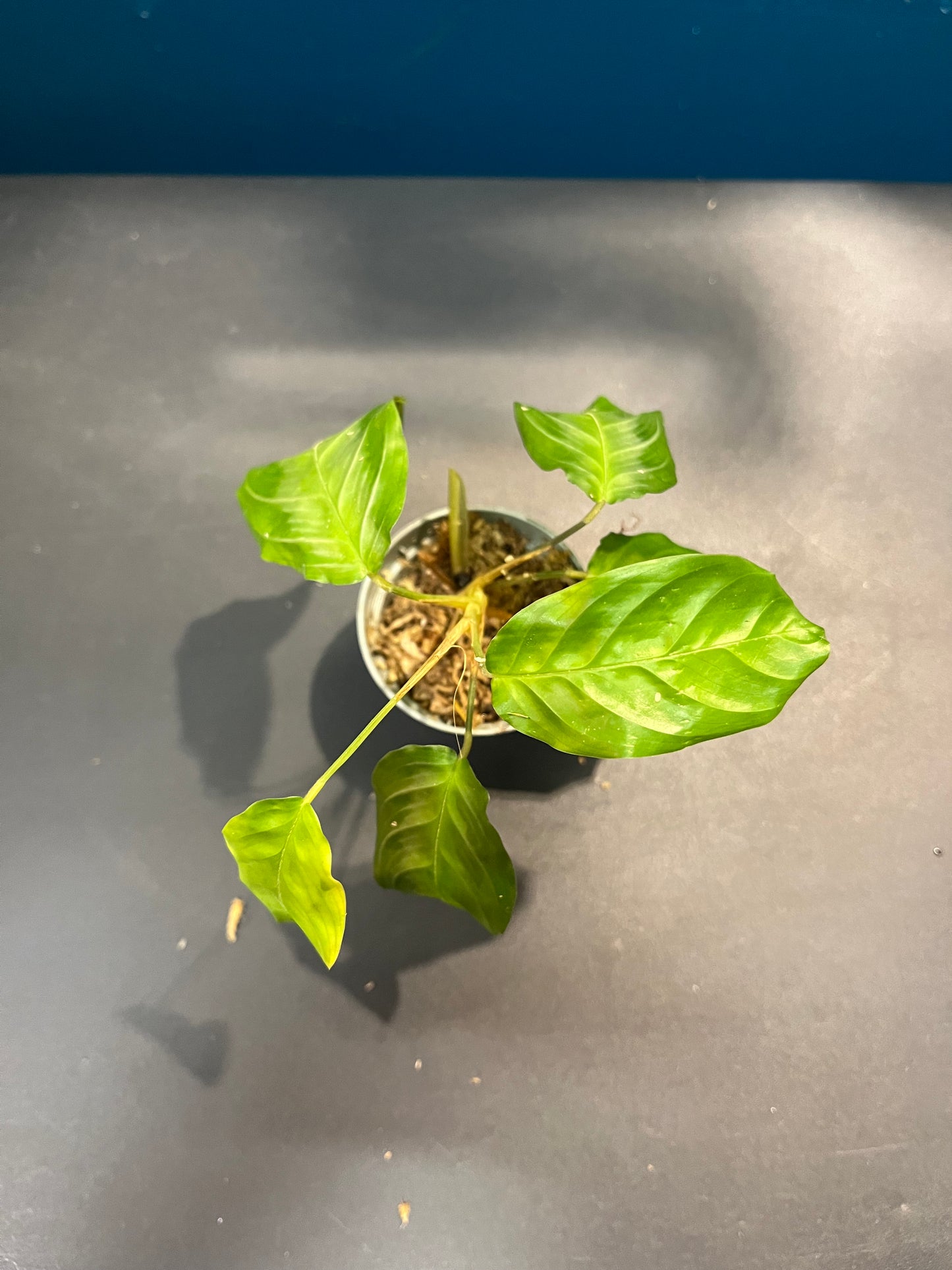 Maranta Silver Band