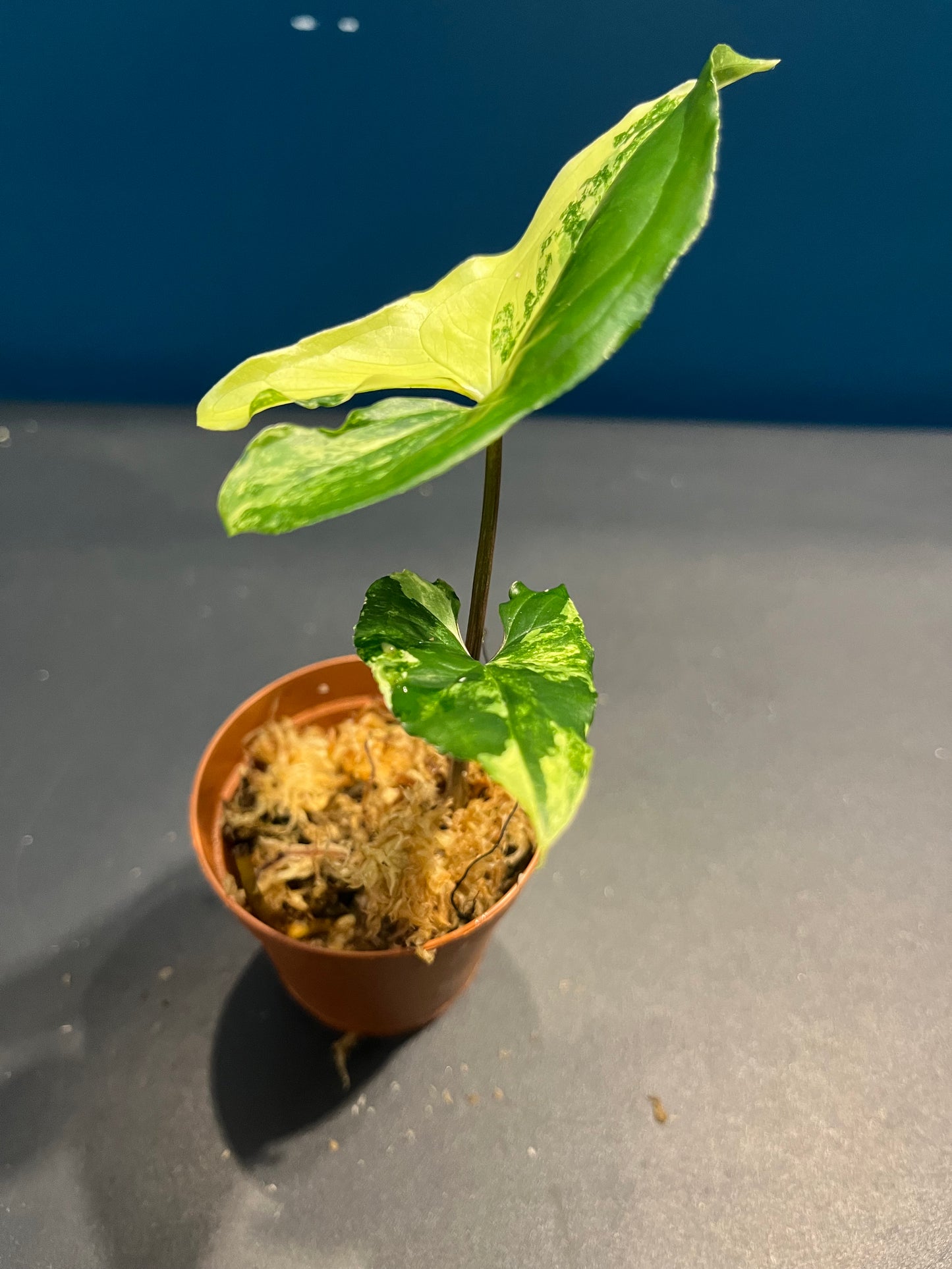 Syngonium albo variegata