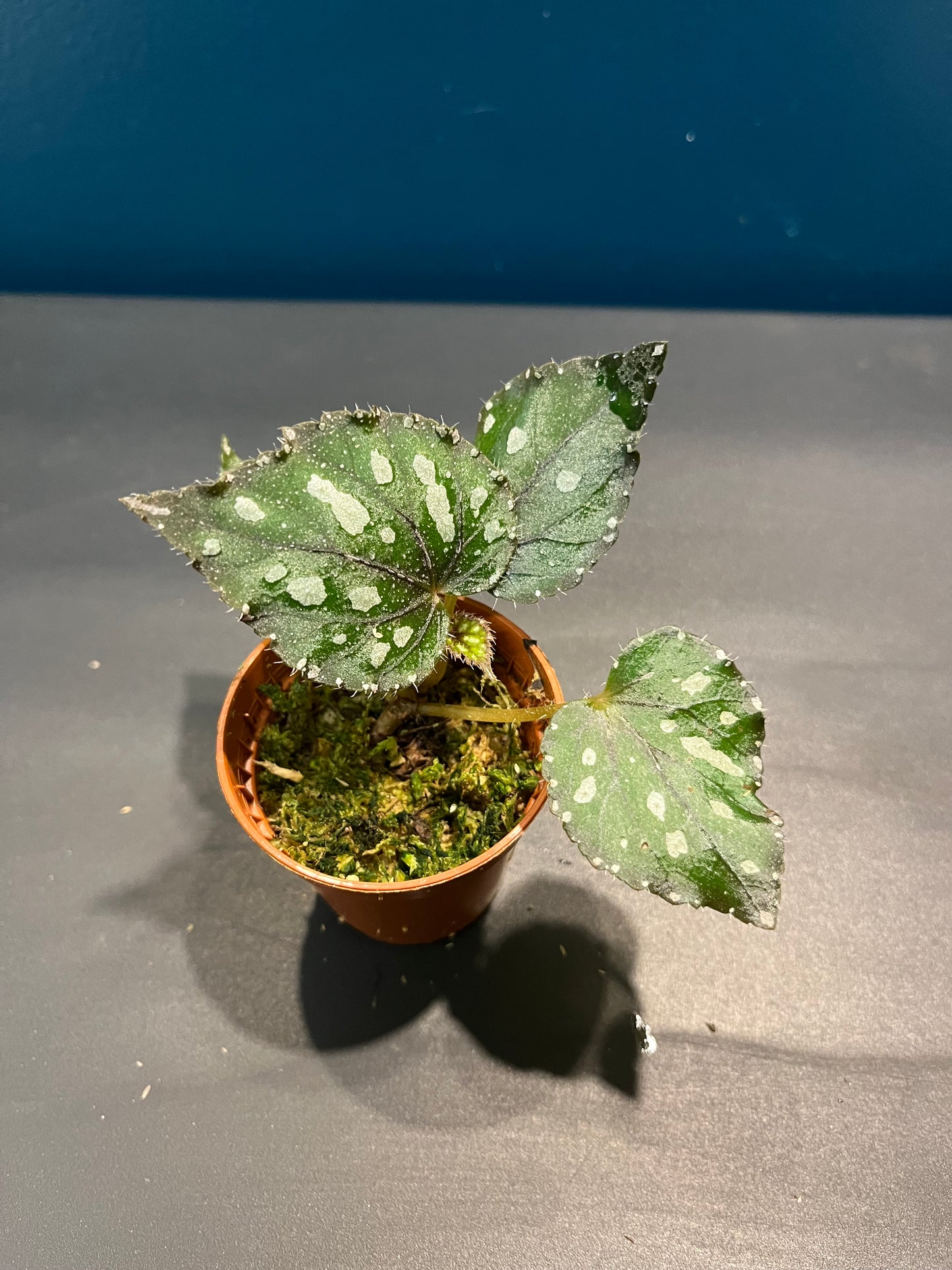 Bégonia Rex