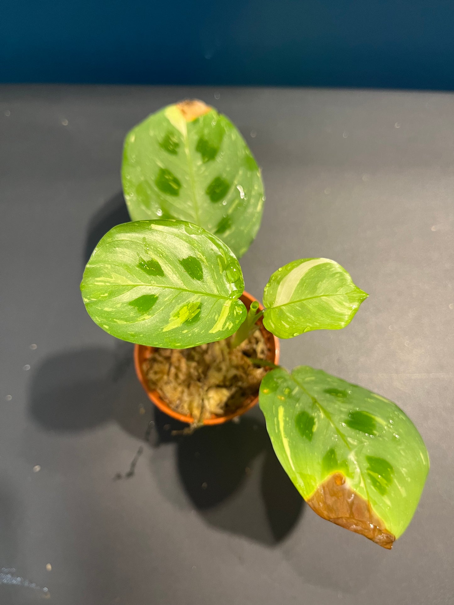 Maranta Leuconeura Variegata