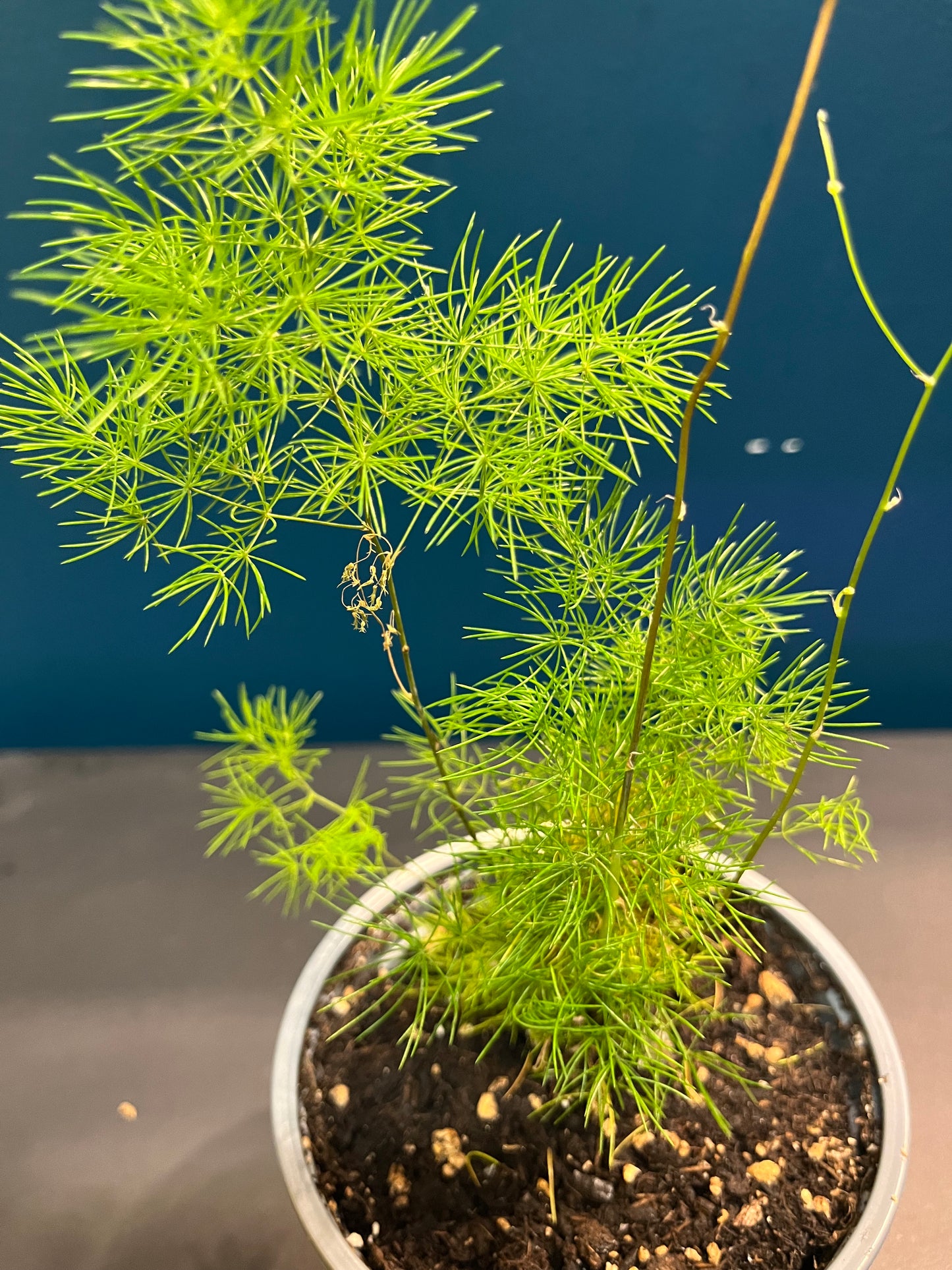 Asparagus Ming