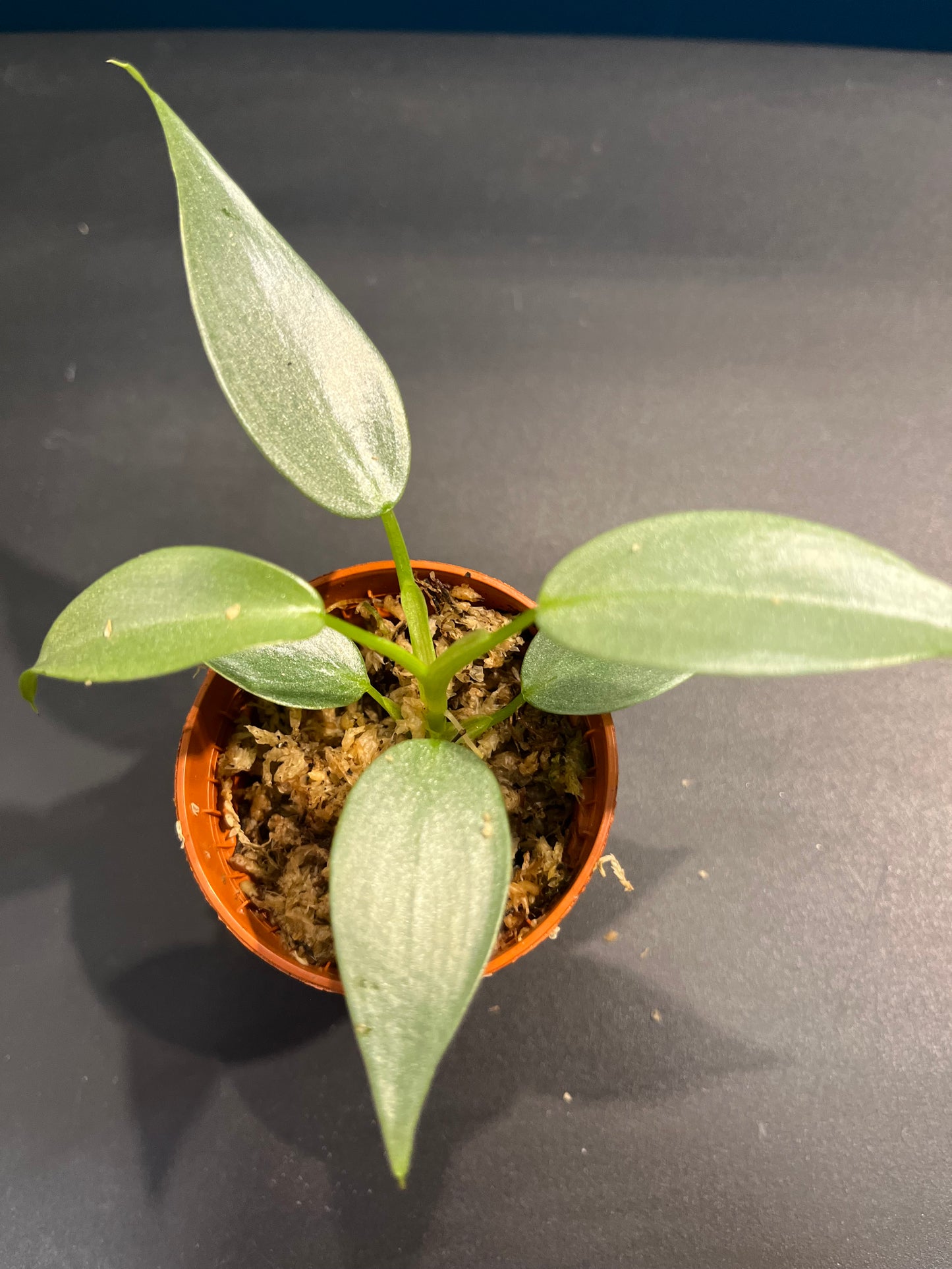 Philodendron Silver dust
