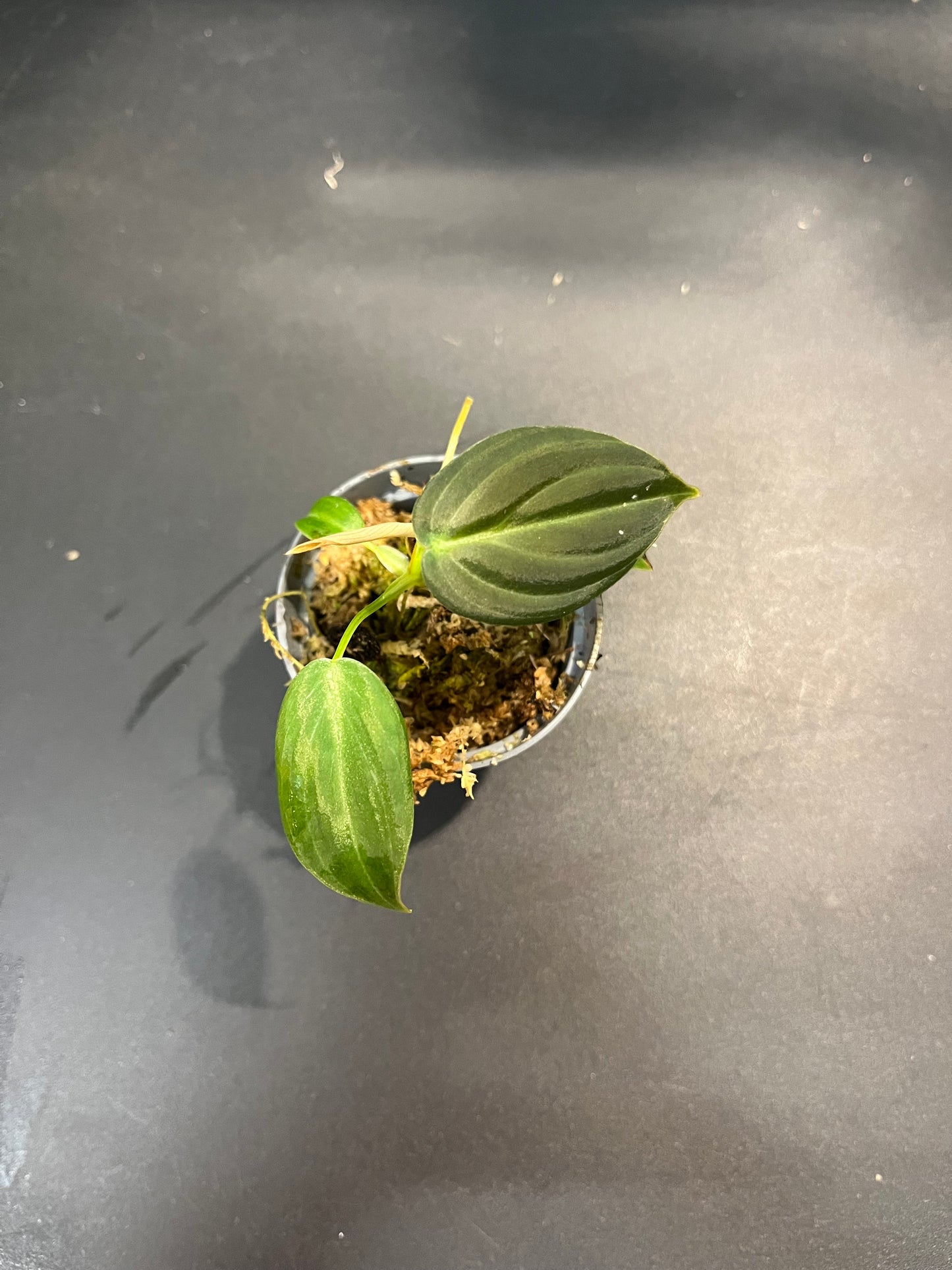 Philodendron micans