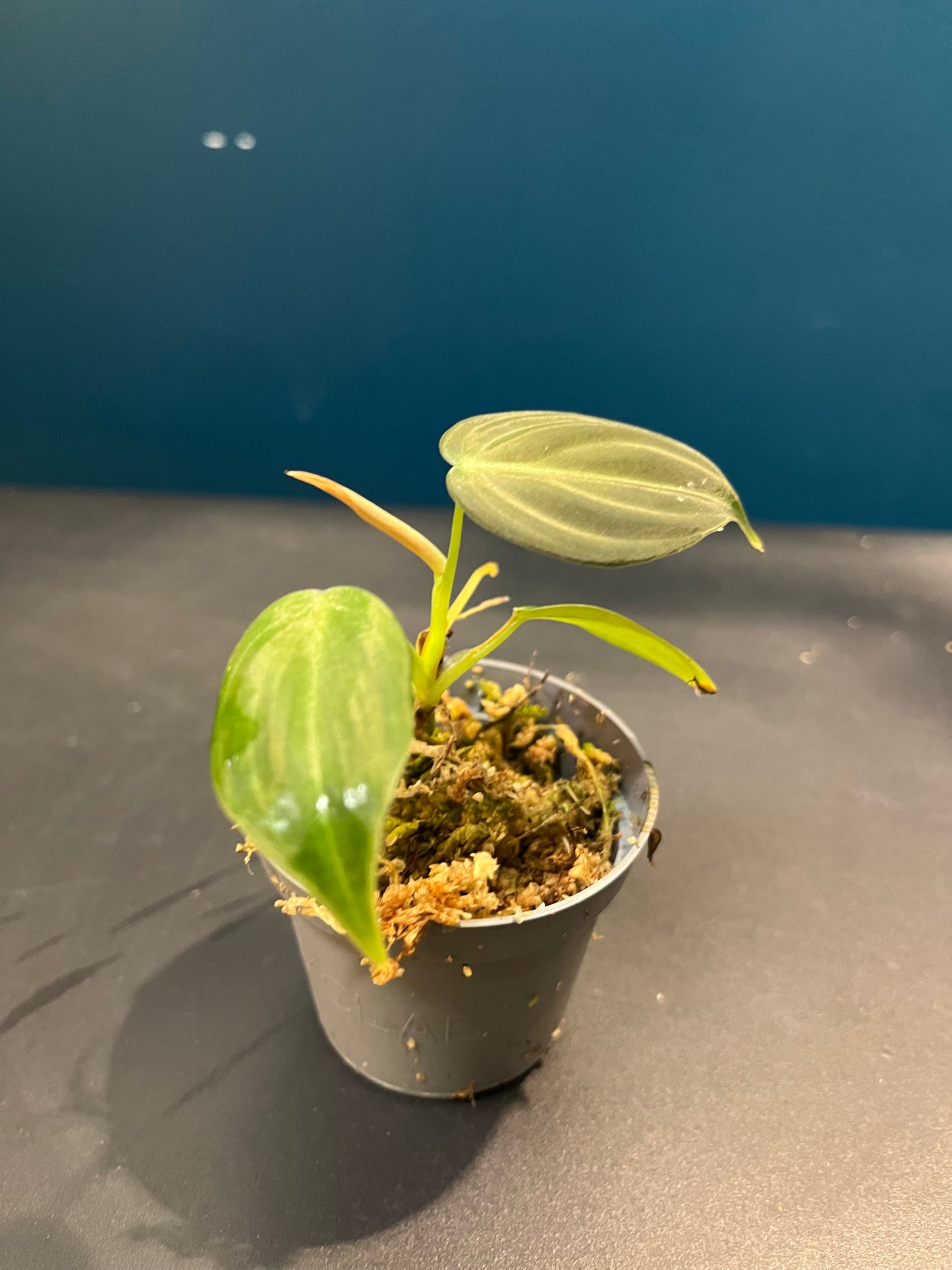 Philodendron micans