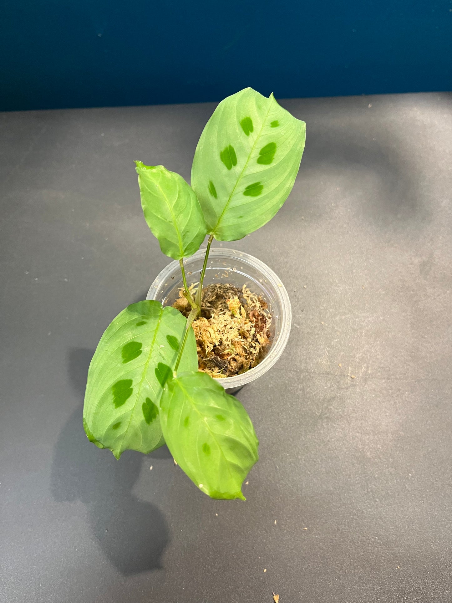 Maranta Leuconeura Kerchoveana