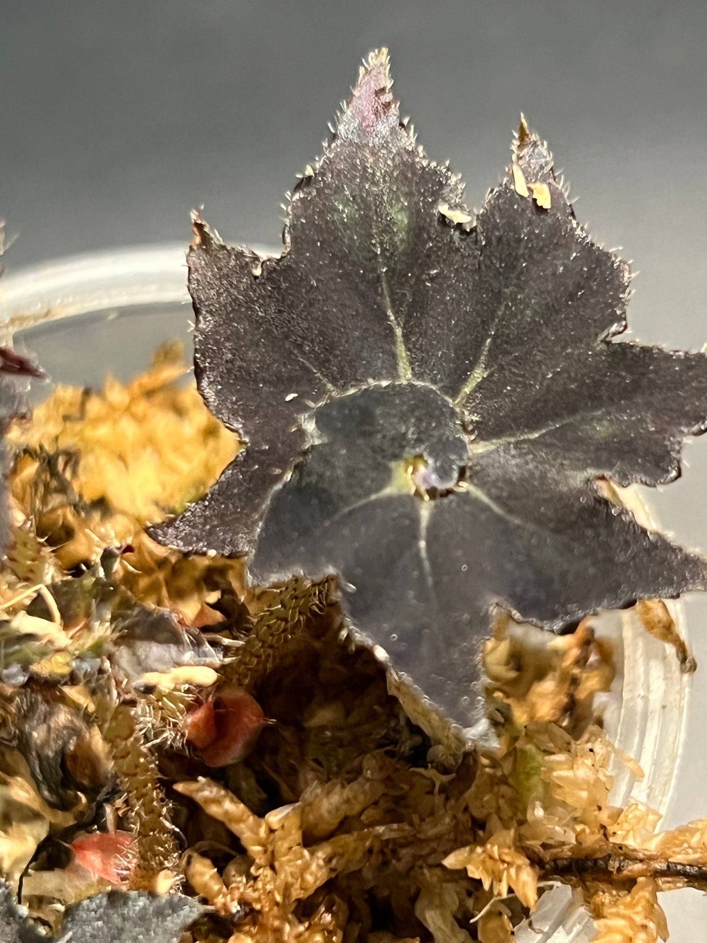Bégonia Rex Dark Mambo