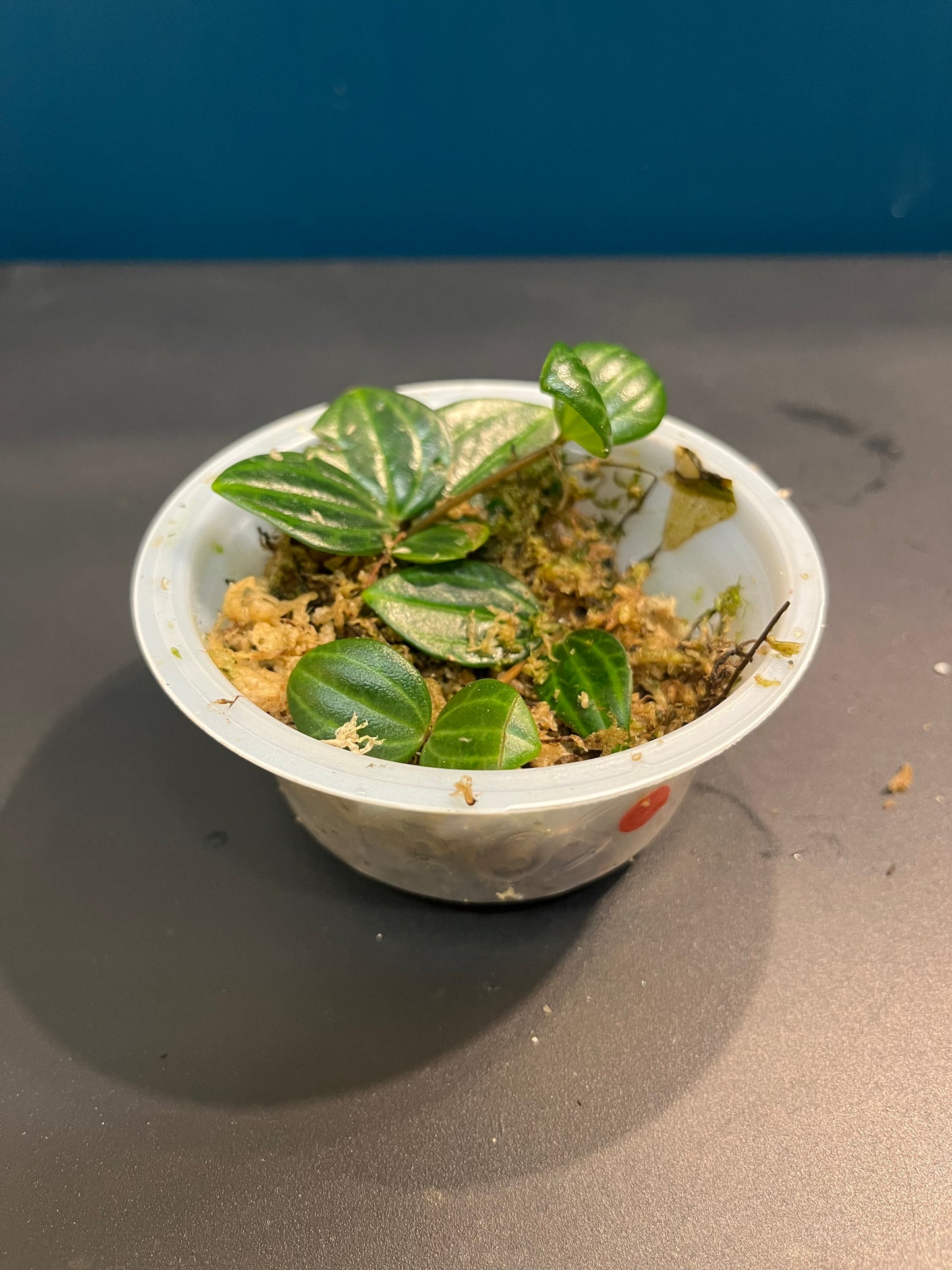 Peperomia Angulata