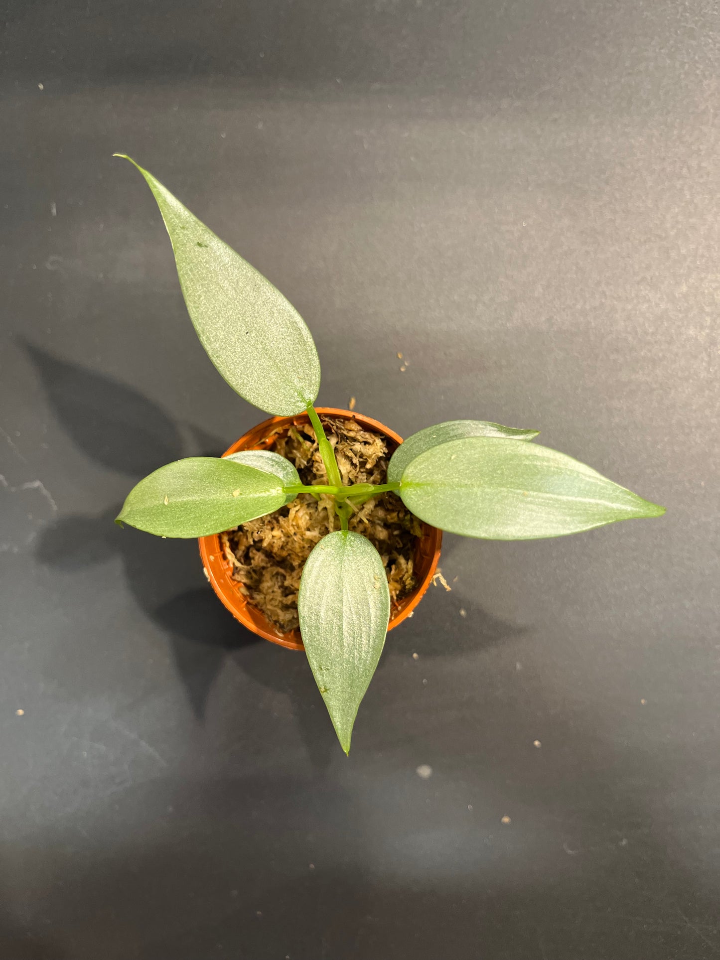 Philodendron Silver dust