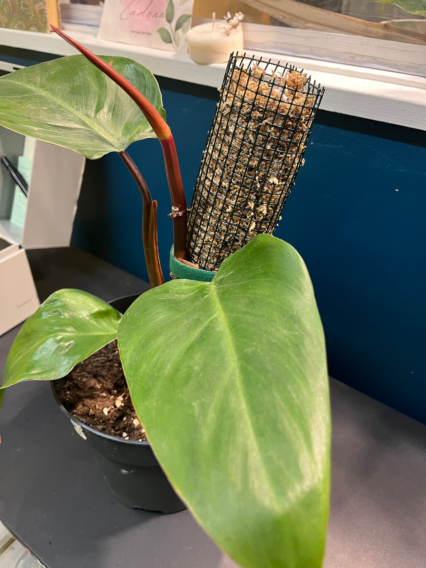 Philodendron Red Emerald