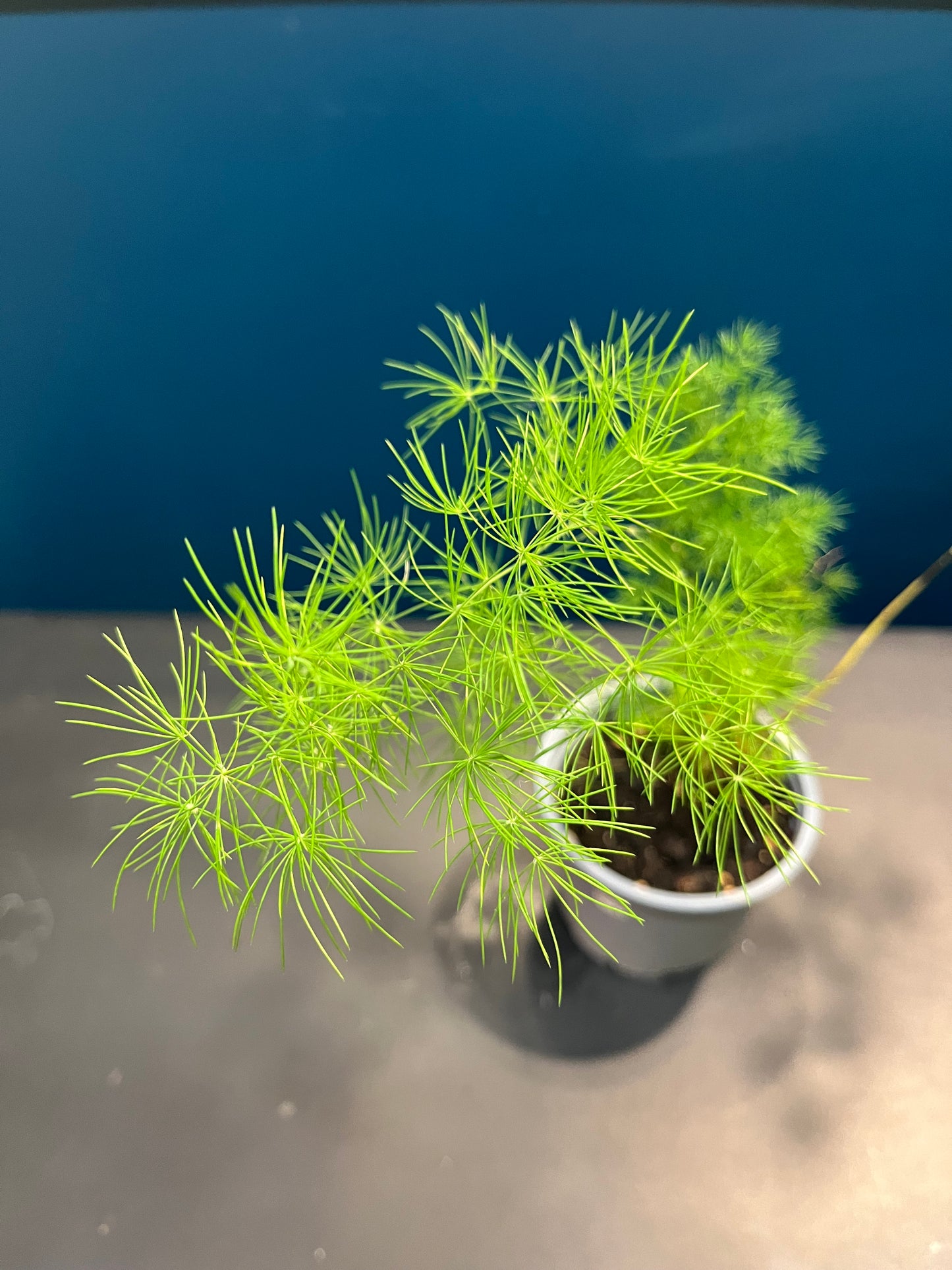 Asparagus Ming