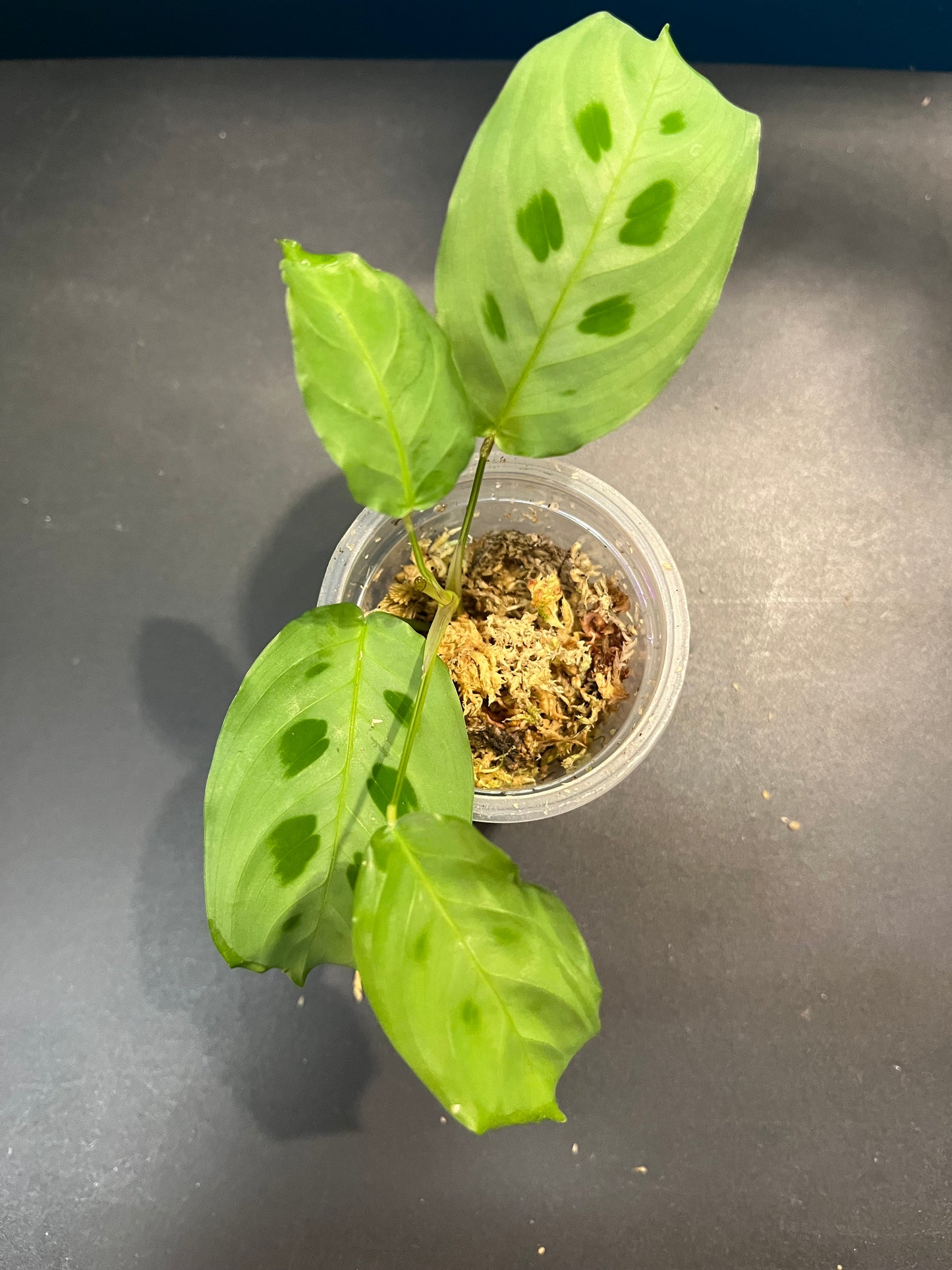 Maranta Leuconeura Kerchoveana