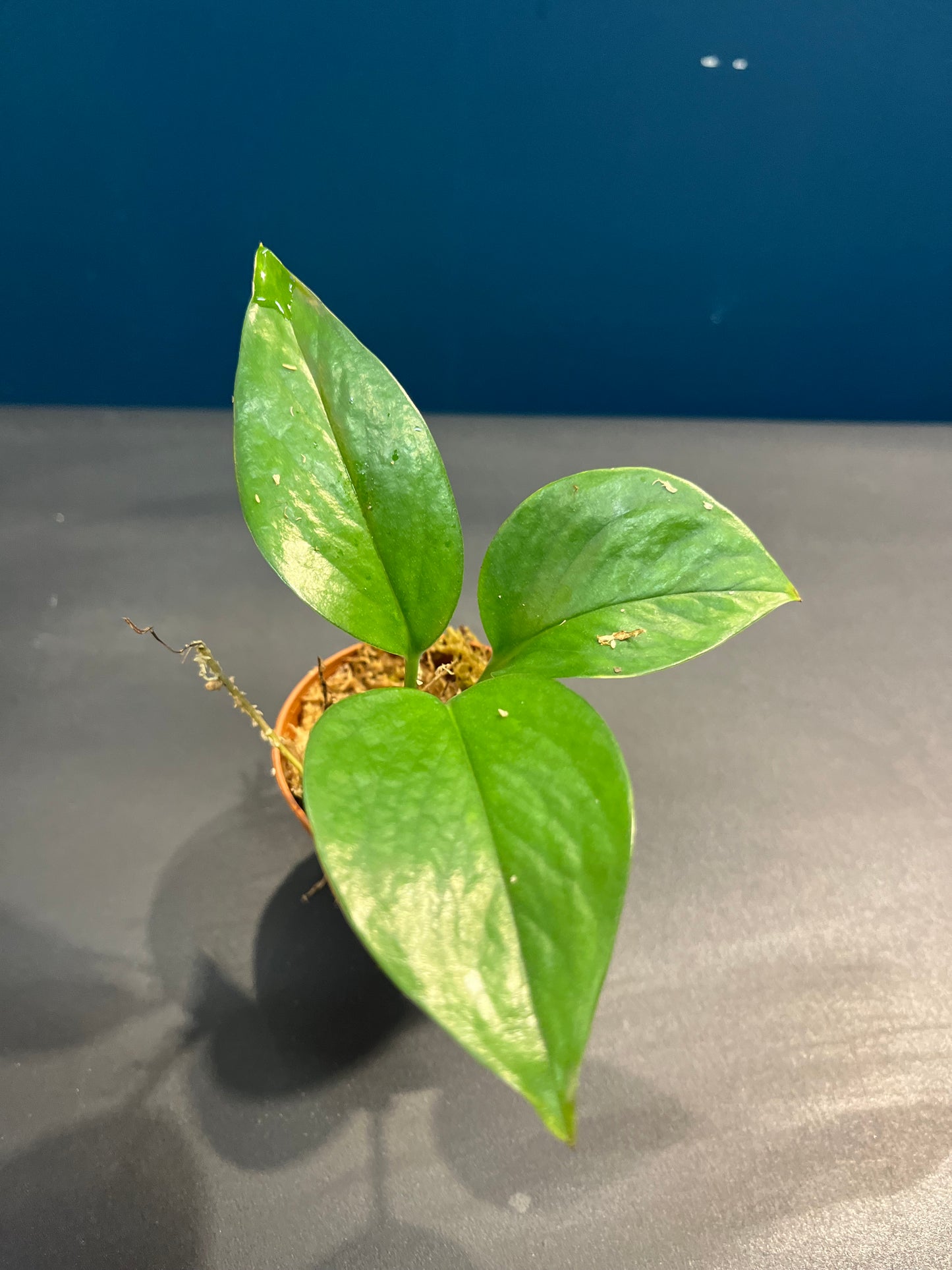 Pothos Aureus