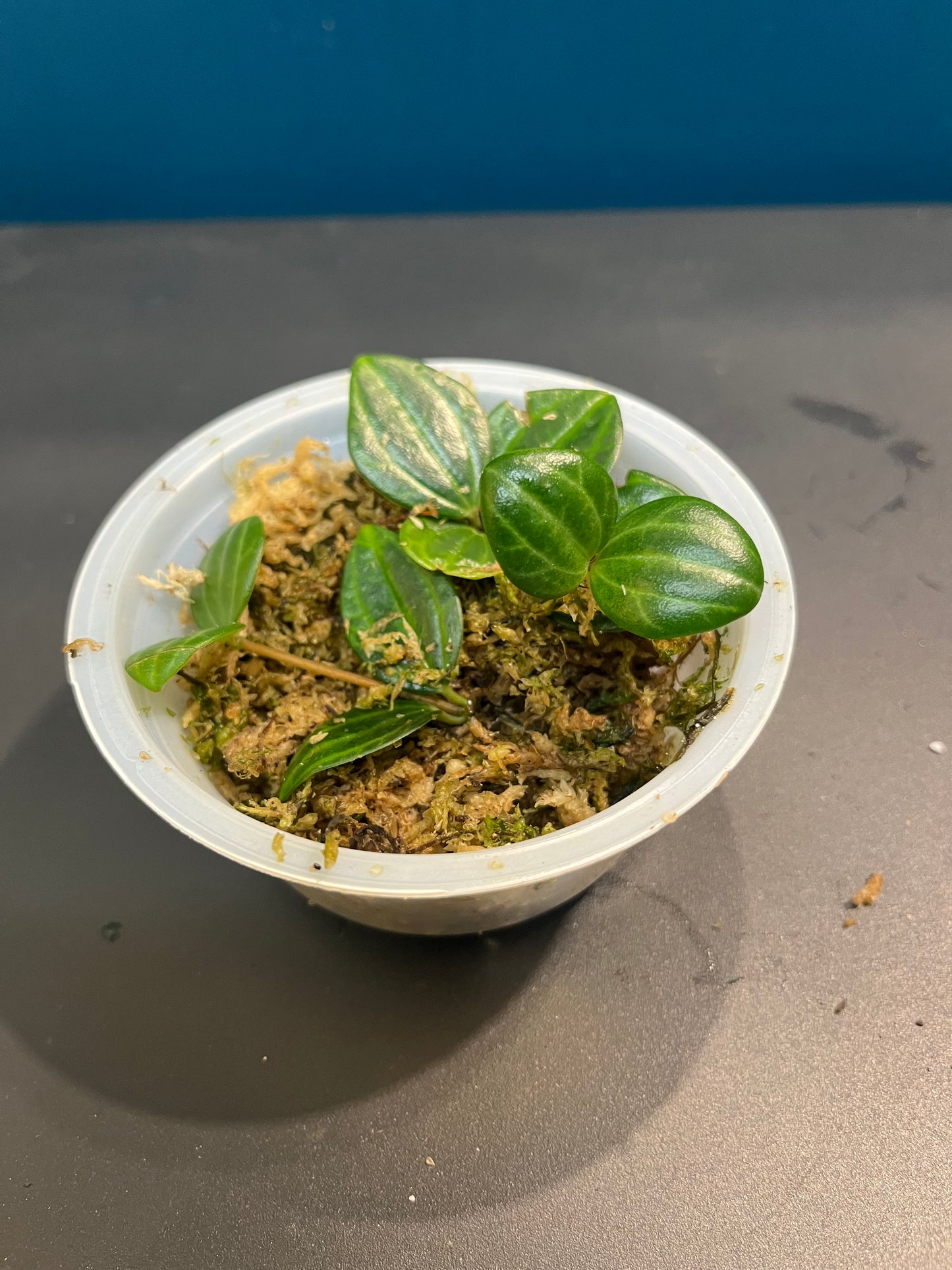Peperomia Angulata