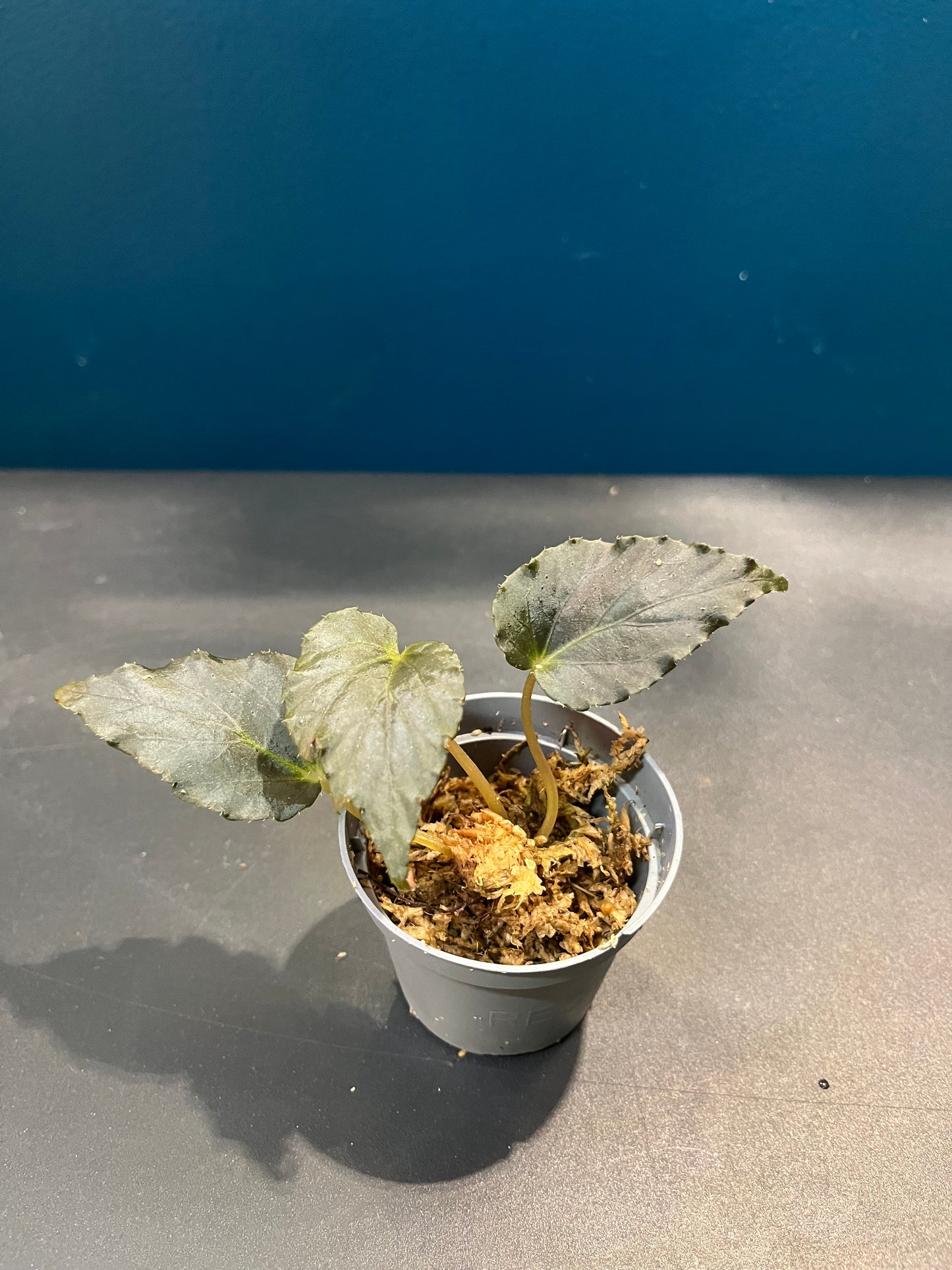 Bégonia Linda Dawn
